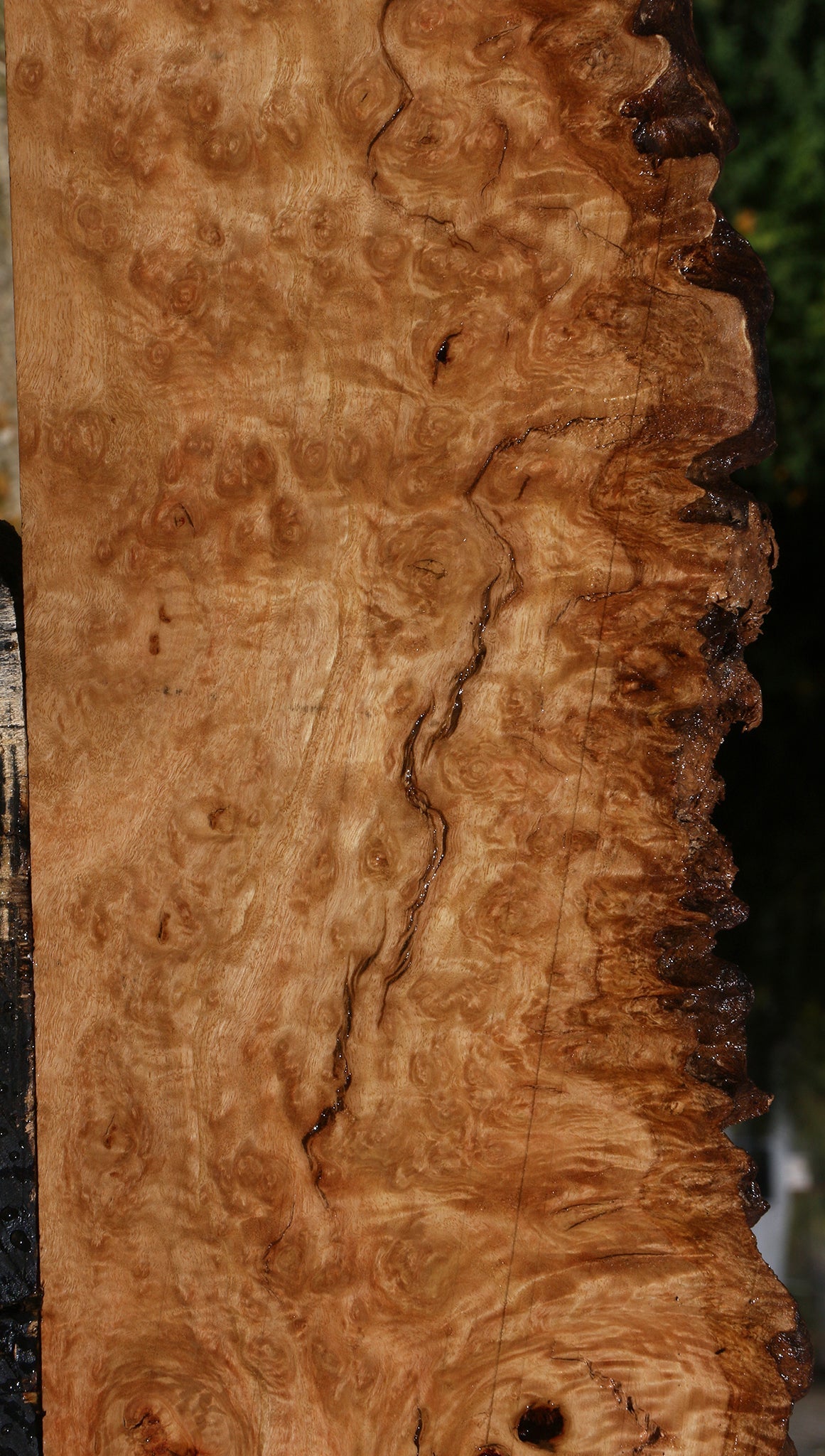 Extra Fancy Pomelle Eucalyptus Live Edge Lumber