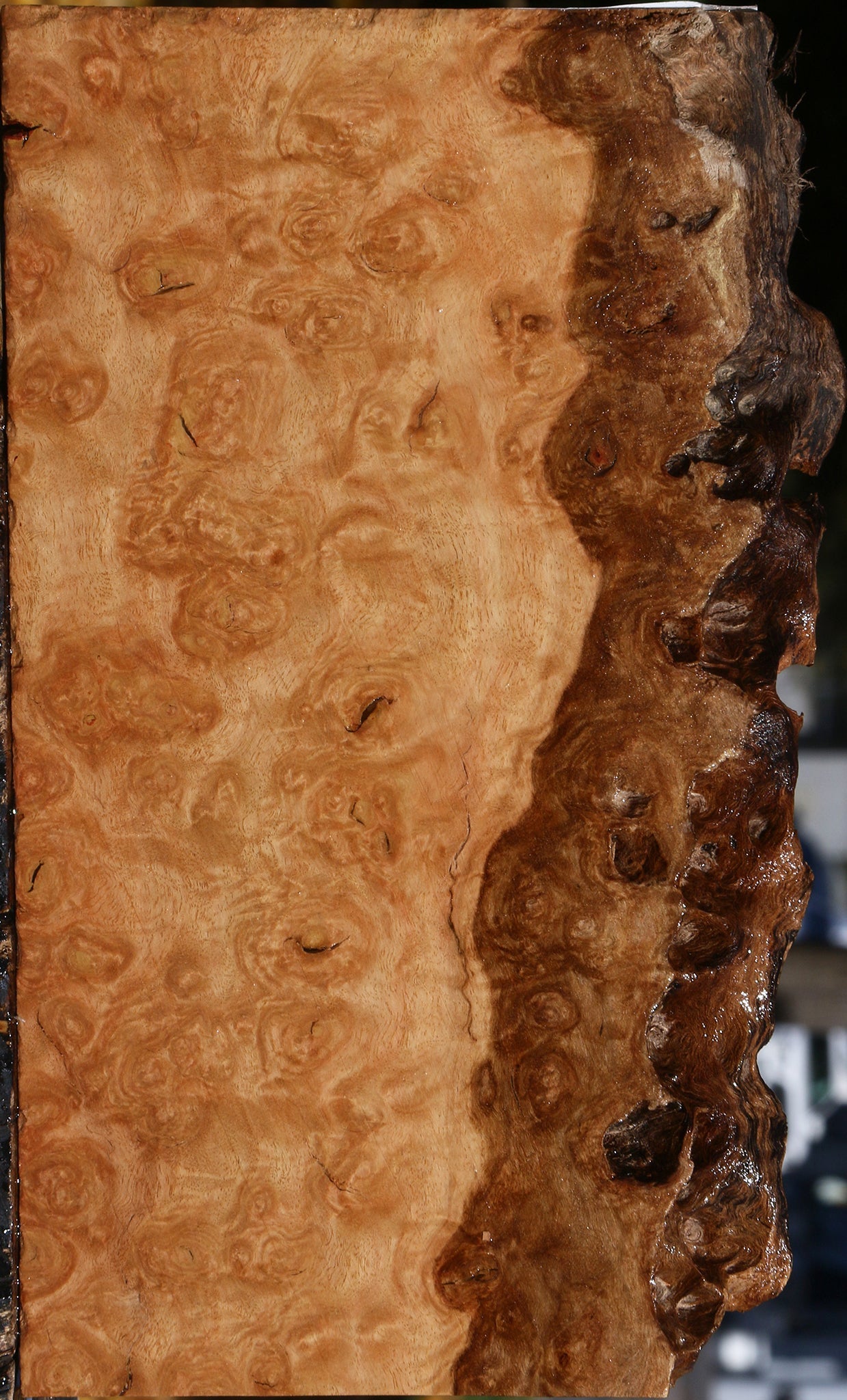 Extra Fancy Pomelle Eucalyptus Live Edge Lumber