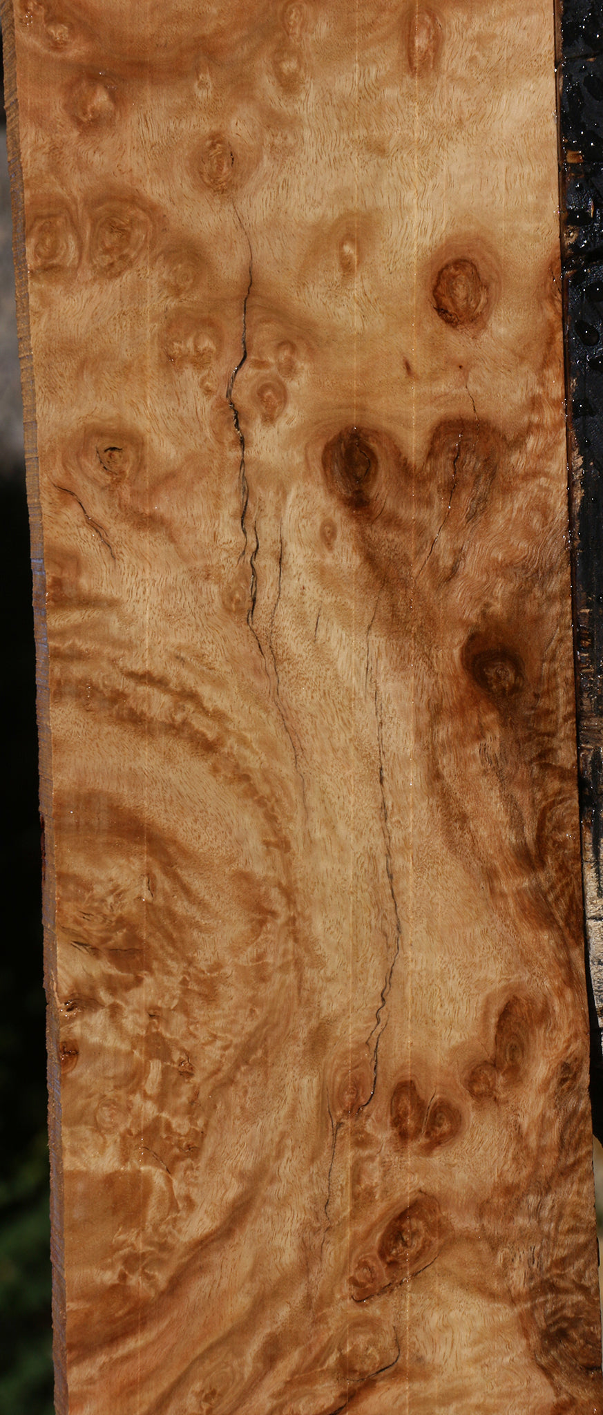 Extra Fancy Pomelle Eucalyptus Lumber