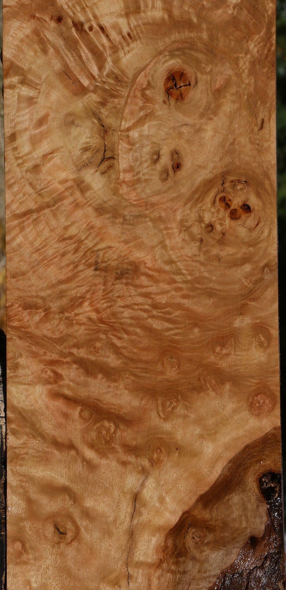 Extra Fancy Rustic Pomelle Eucalyptus Lumber