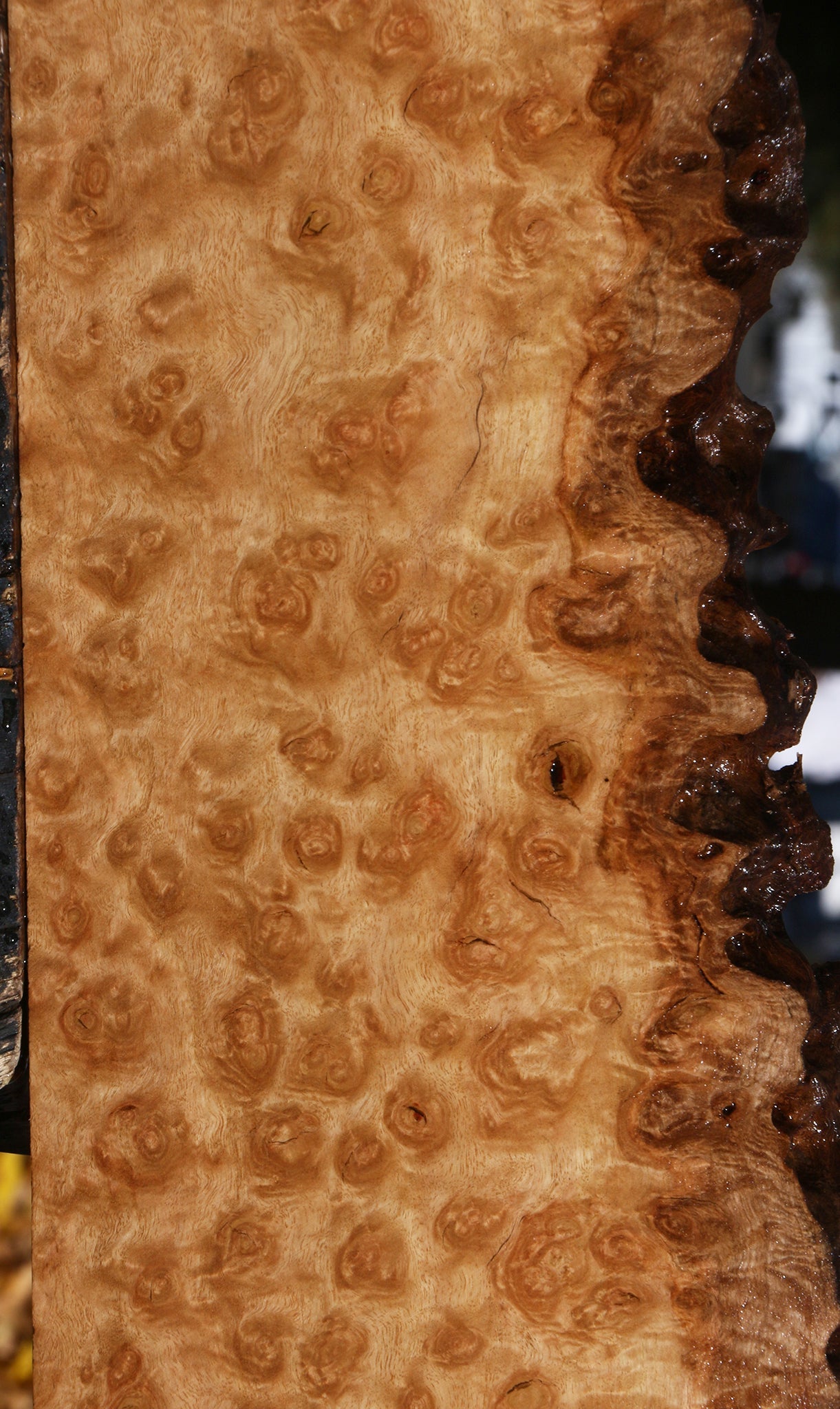 Exhibition Pomelle Eucalyptus Live Edge Lumber