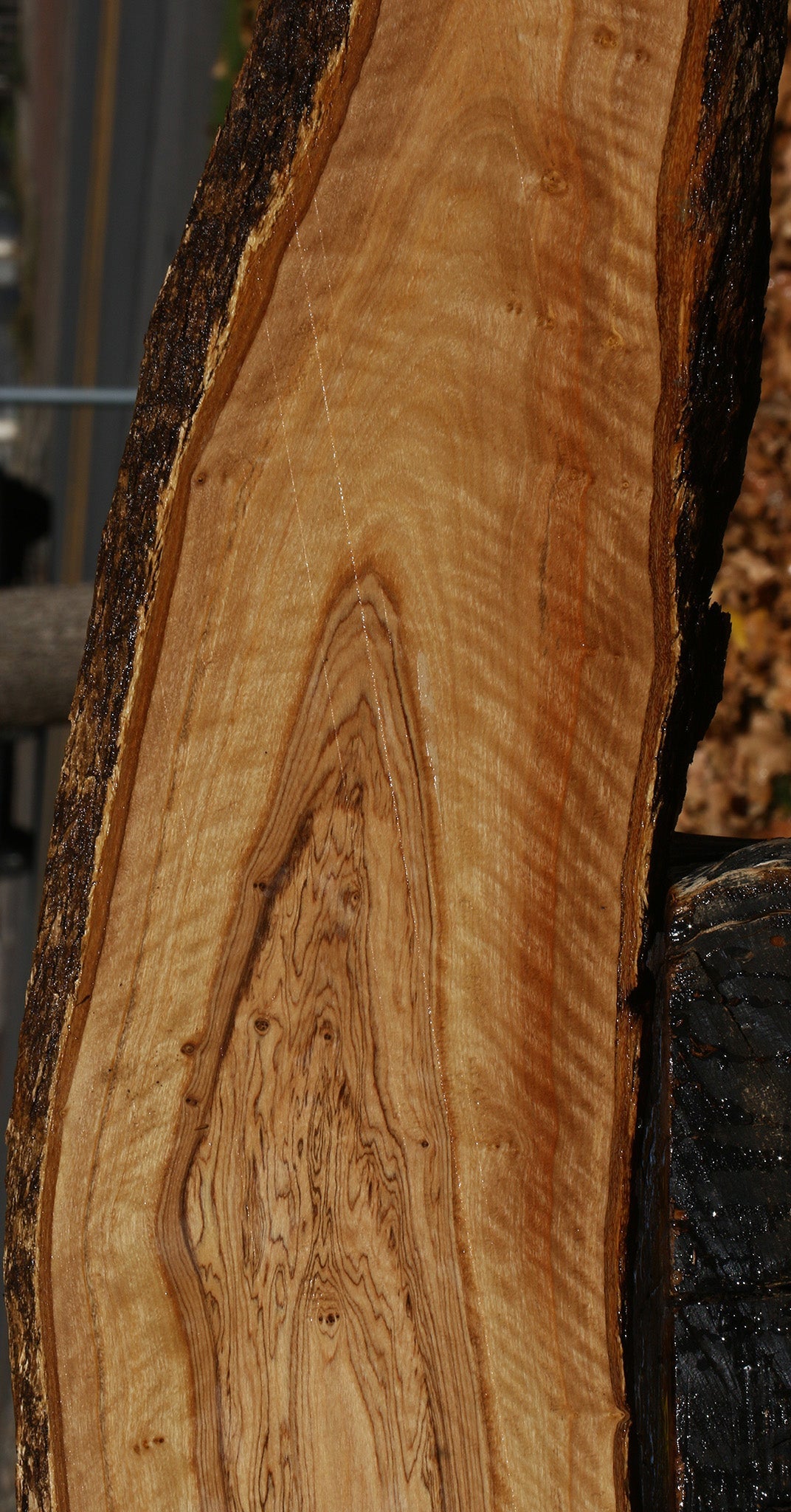 Extra Fancy African Olive Live Edge Lumber