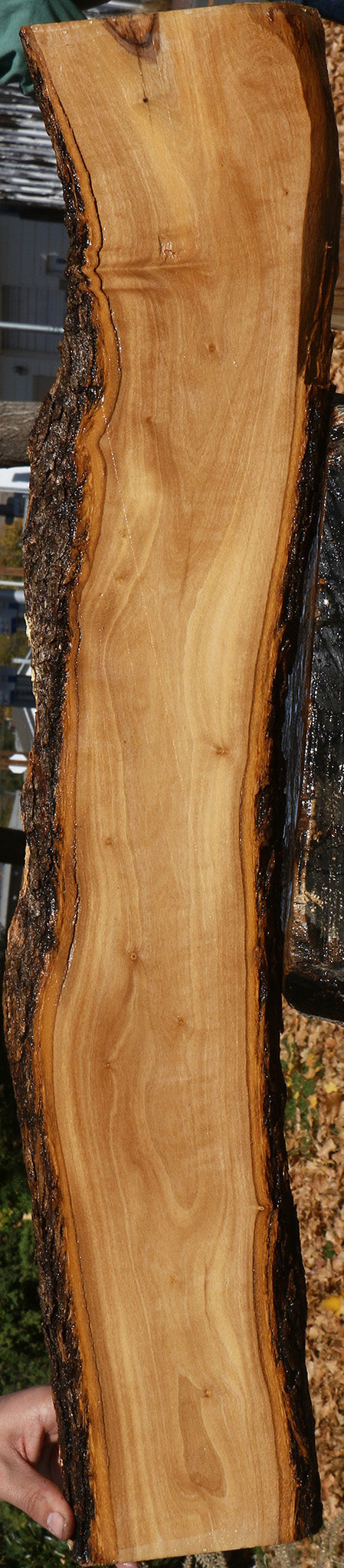 African Olive Live Edge Lumber
