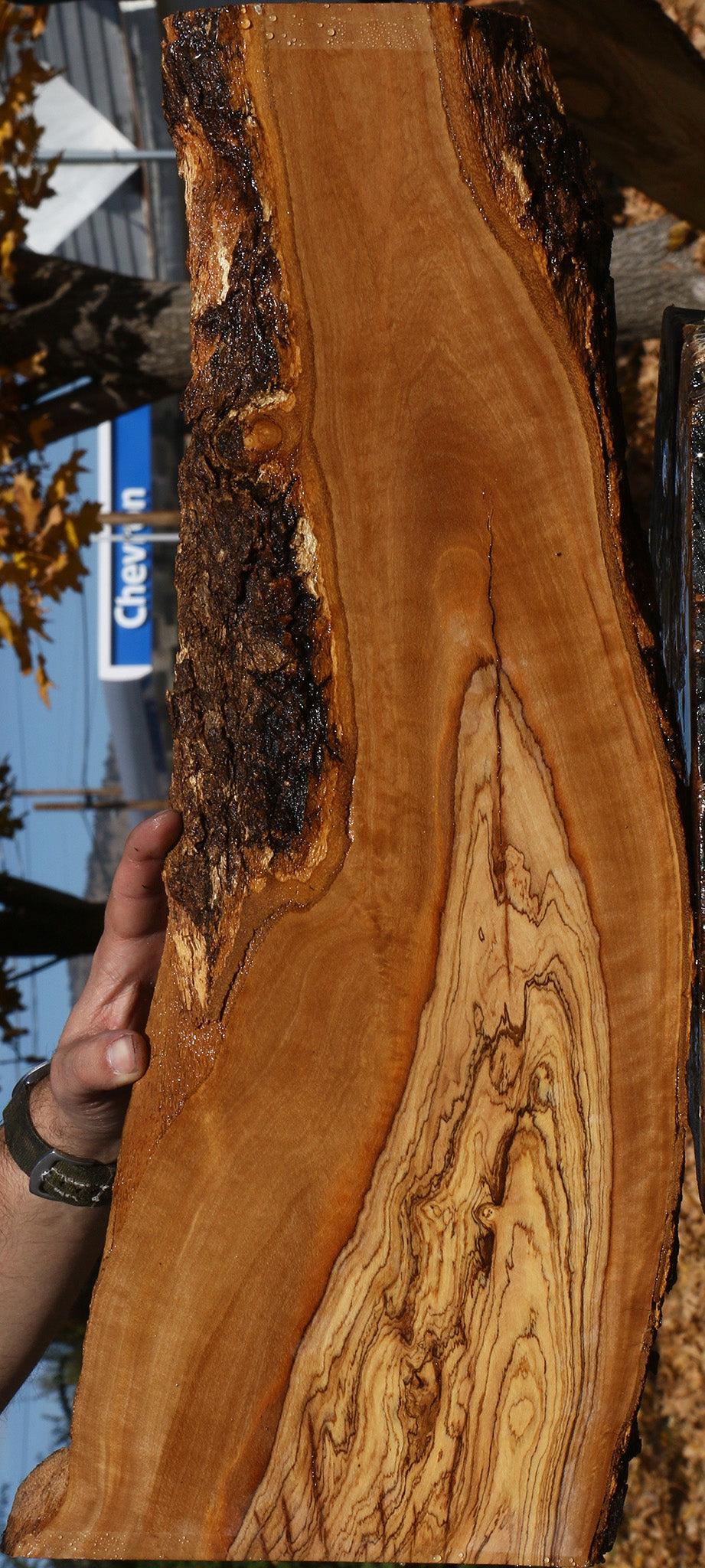 Extra Fancy African Olive Live Edge Lumber