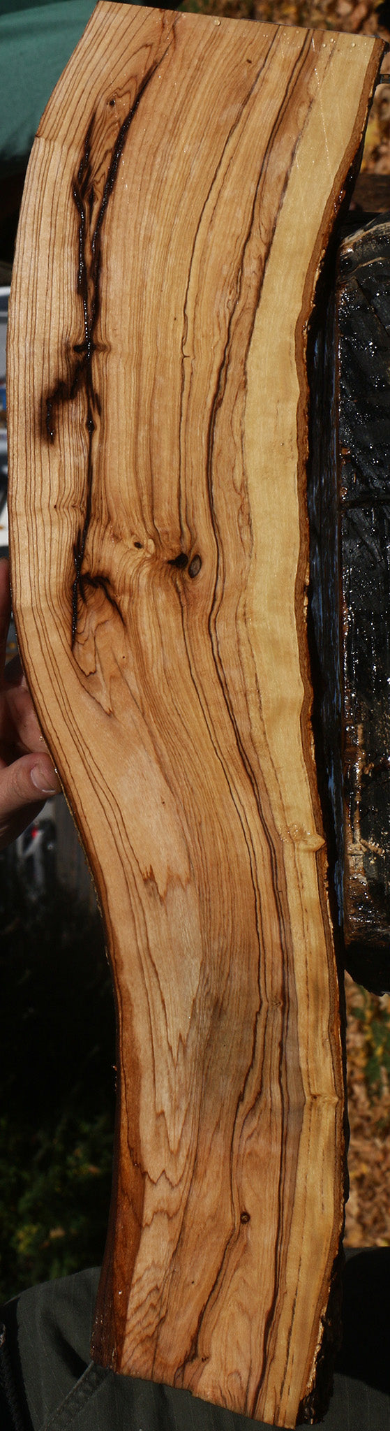 Rustic African Olive Live Edge Lumber