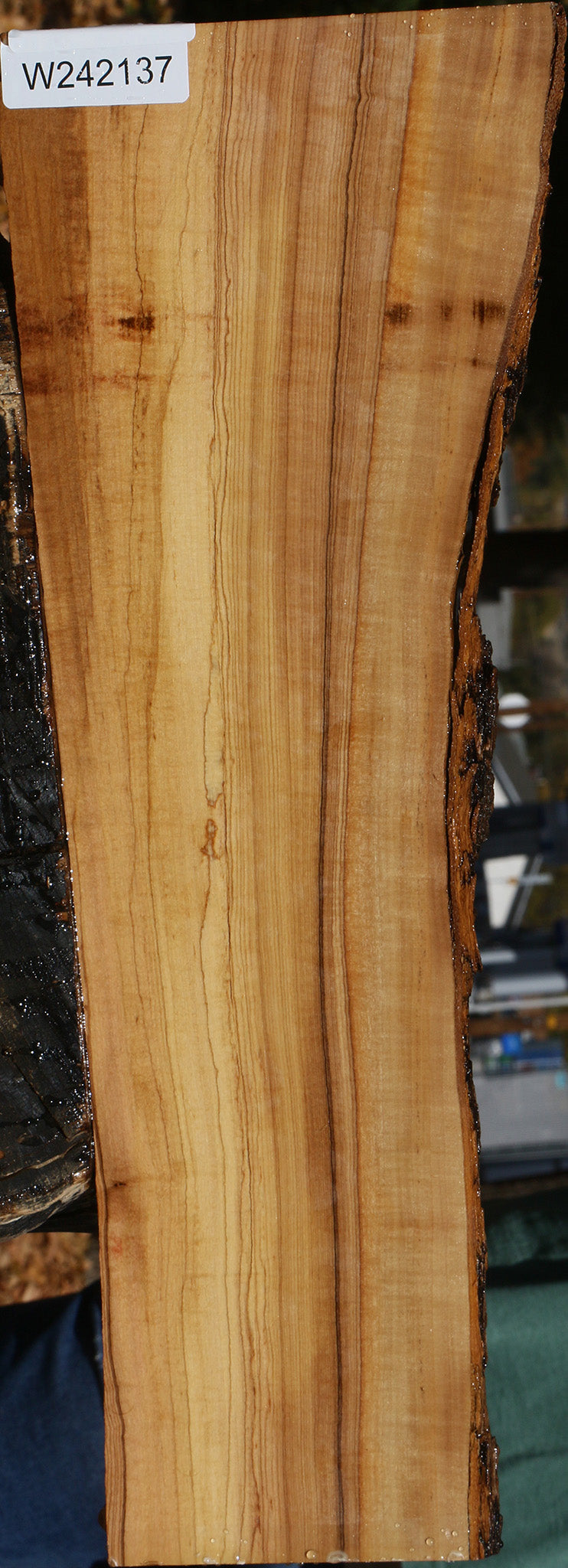 Extra Fancy African Olive Live Edge Lumber