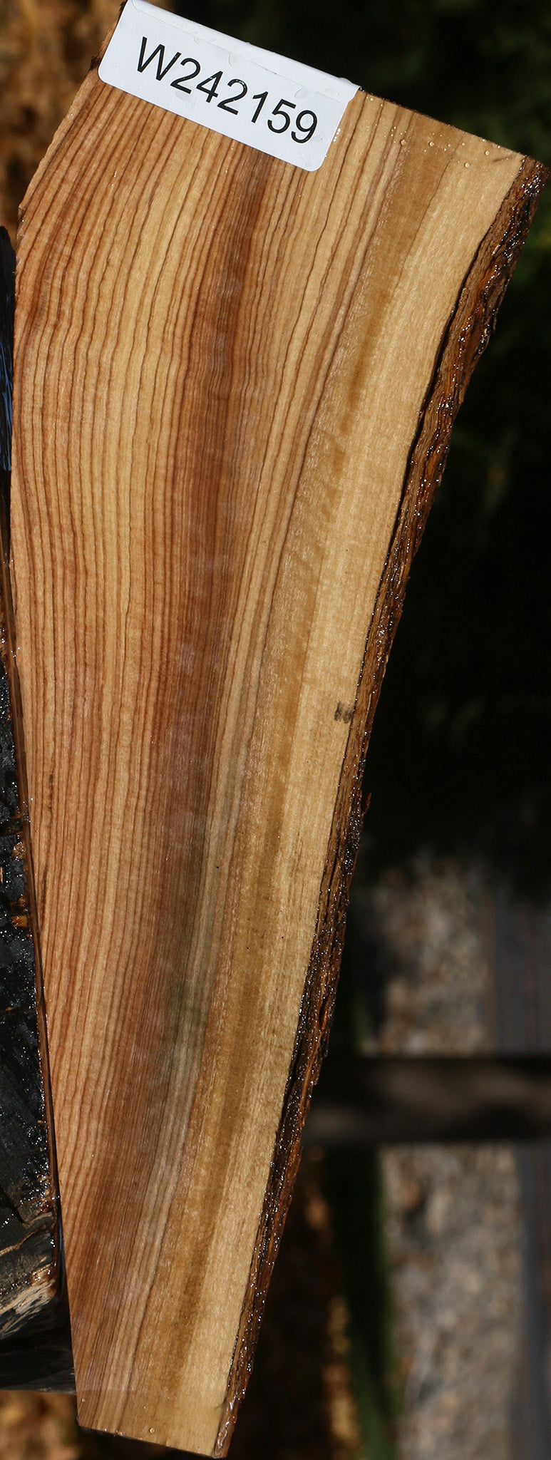 African Olive Live Edge Micro Lumber