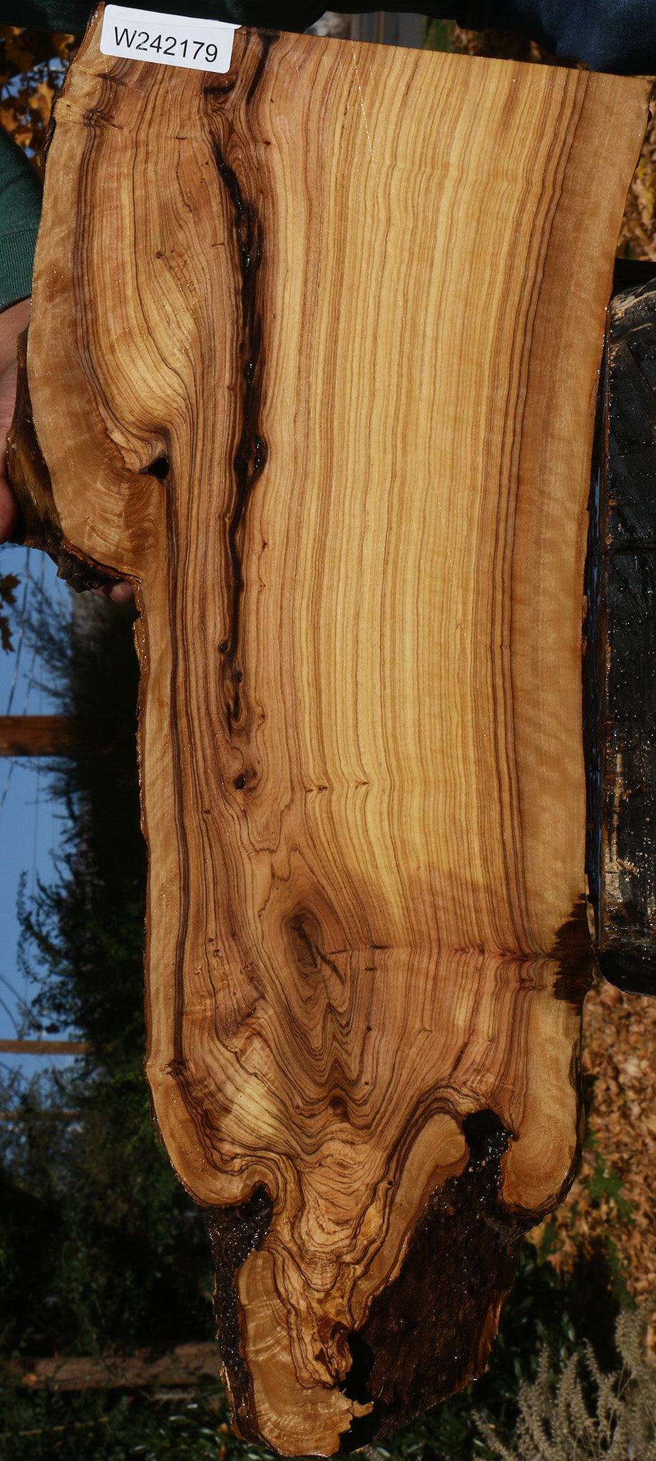 Extra Fancy African Olive Live Edge Lumber