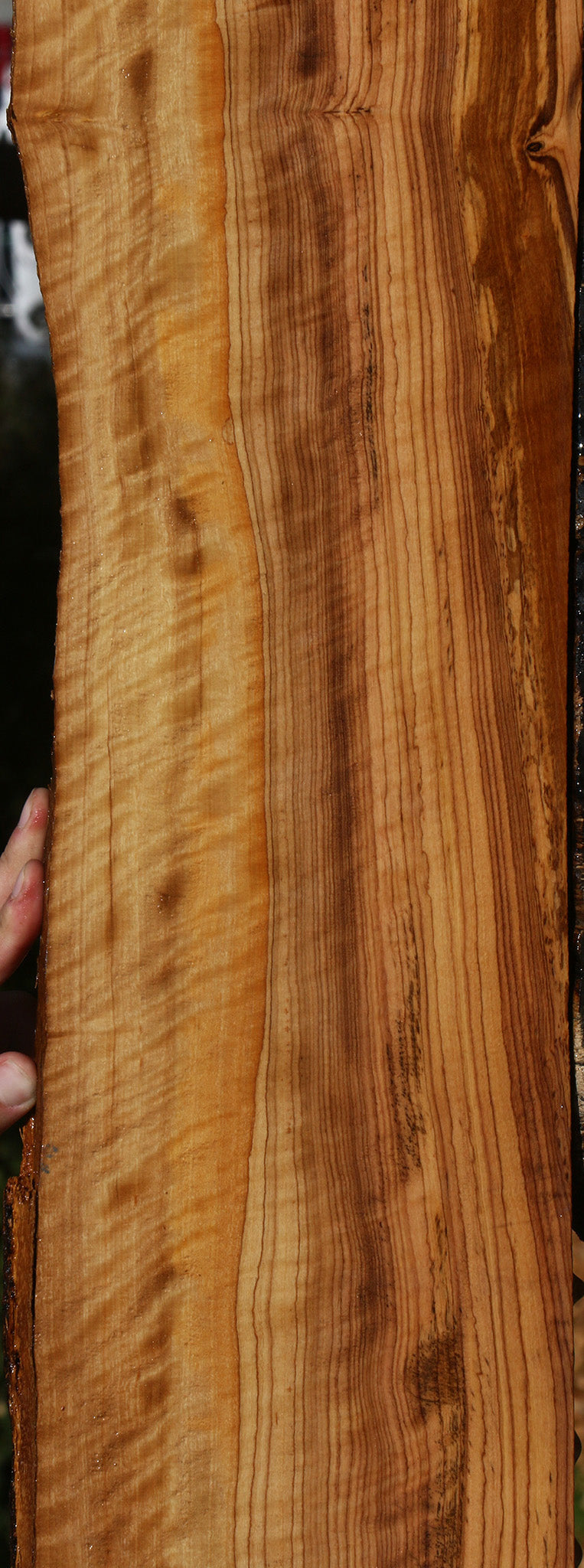 Extra Fancy African Olive Live Edge Lumber