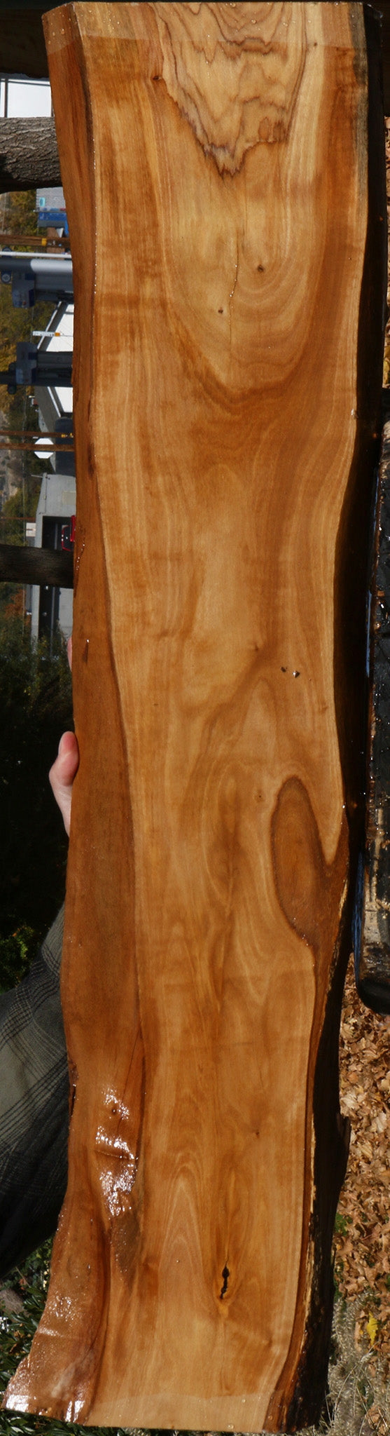 Figured African Olive Live Edge Lumber