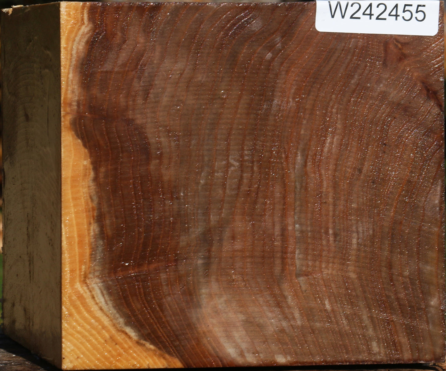 Figured Elm Bowl Blank