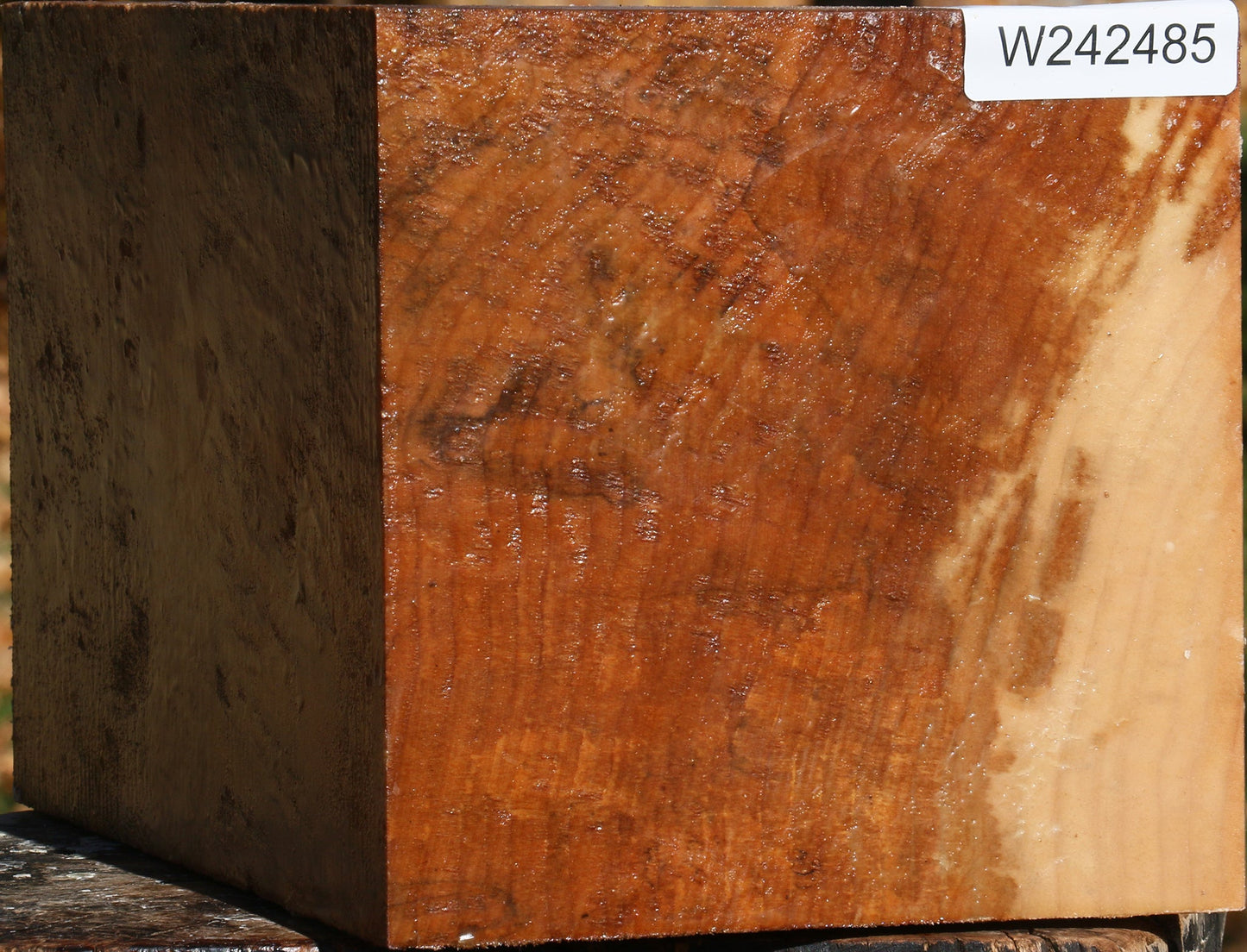 Extra Fancy Spalted Maple Vessel Blank