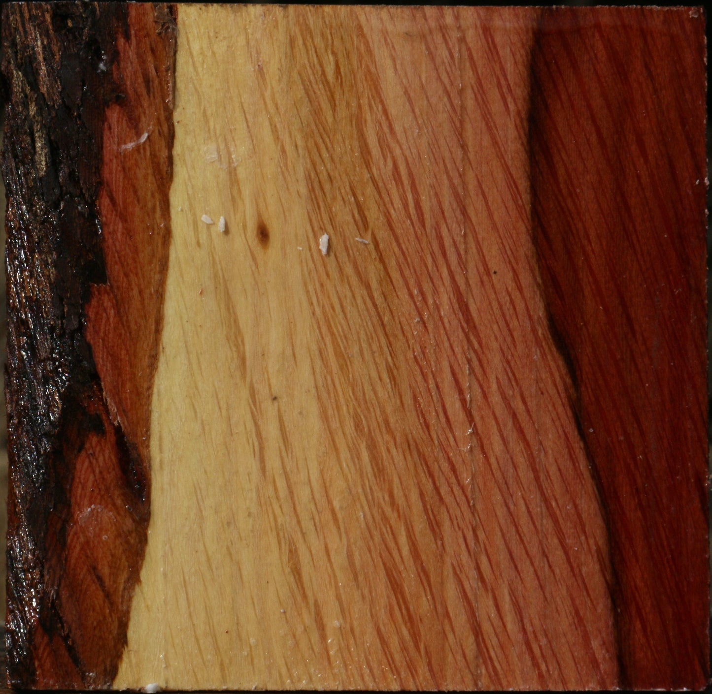Figured Beefwood Bowl Blank