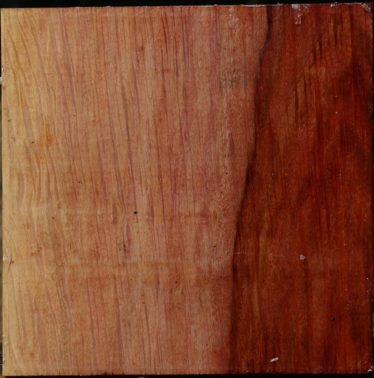 Extra Fancy Beefwood Bowl Blank