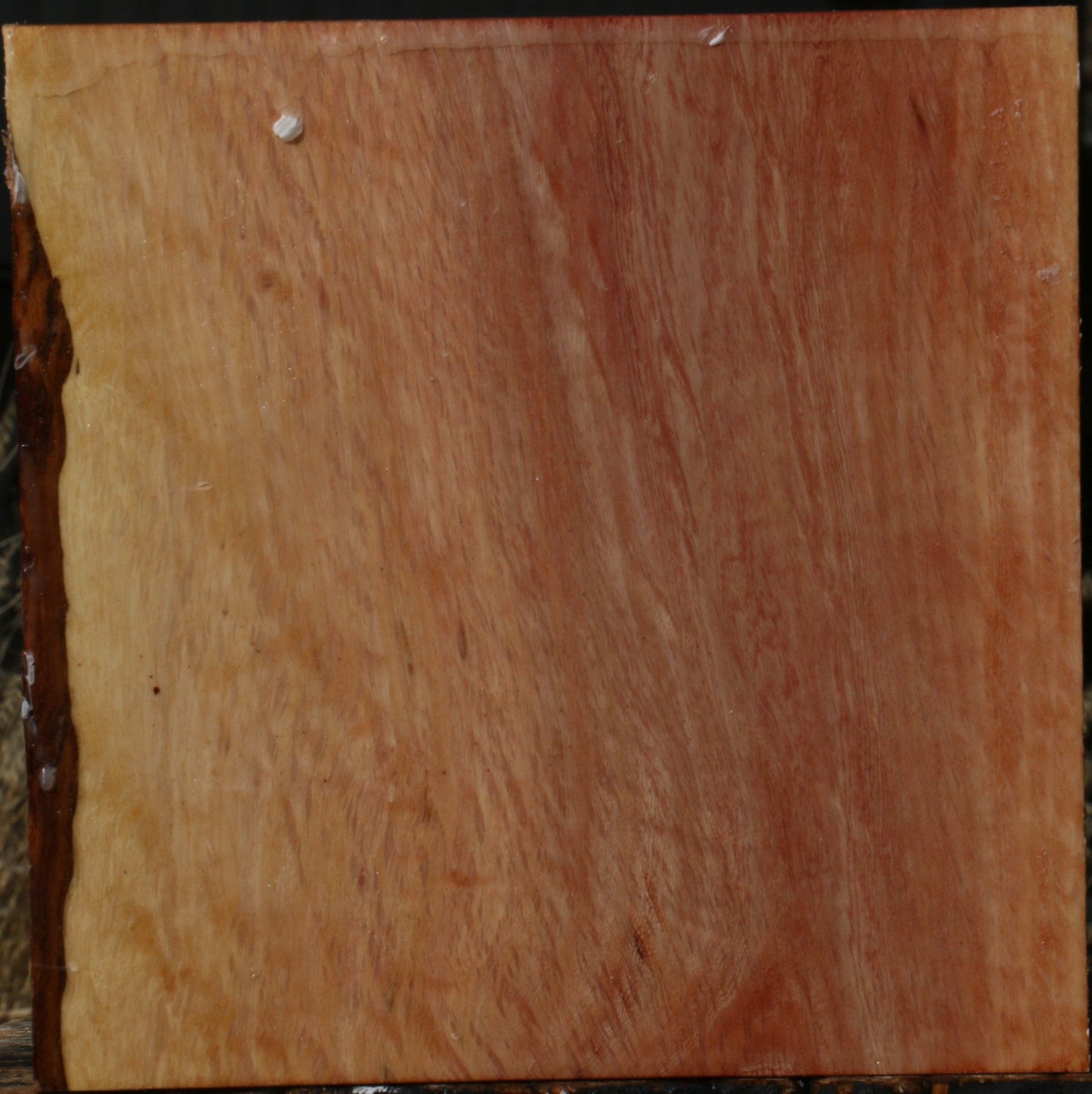 Figured Beefwood Bowl Blank