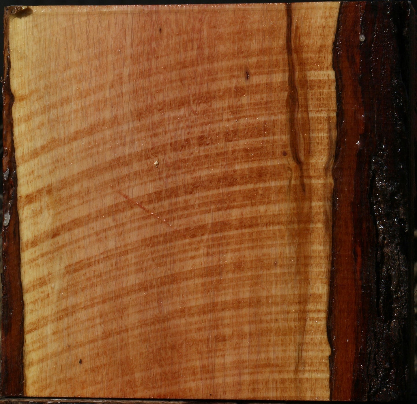 Figured Beefwood Bowl Blank