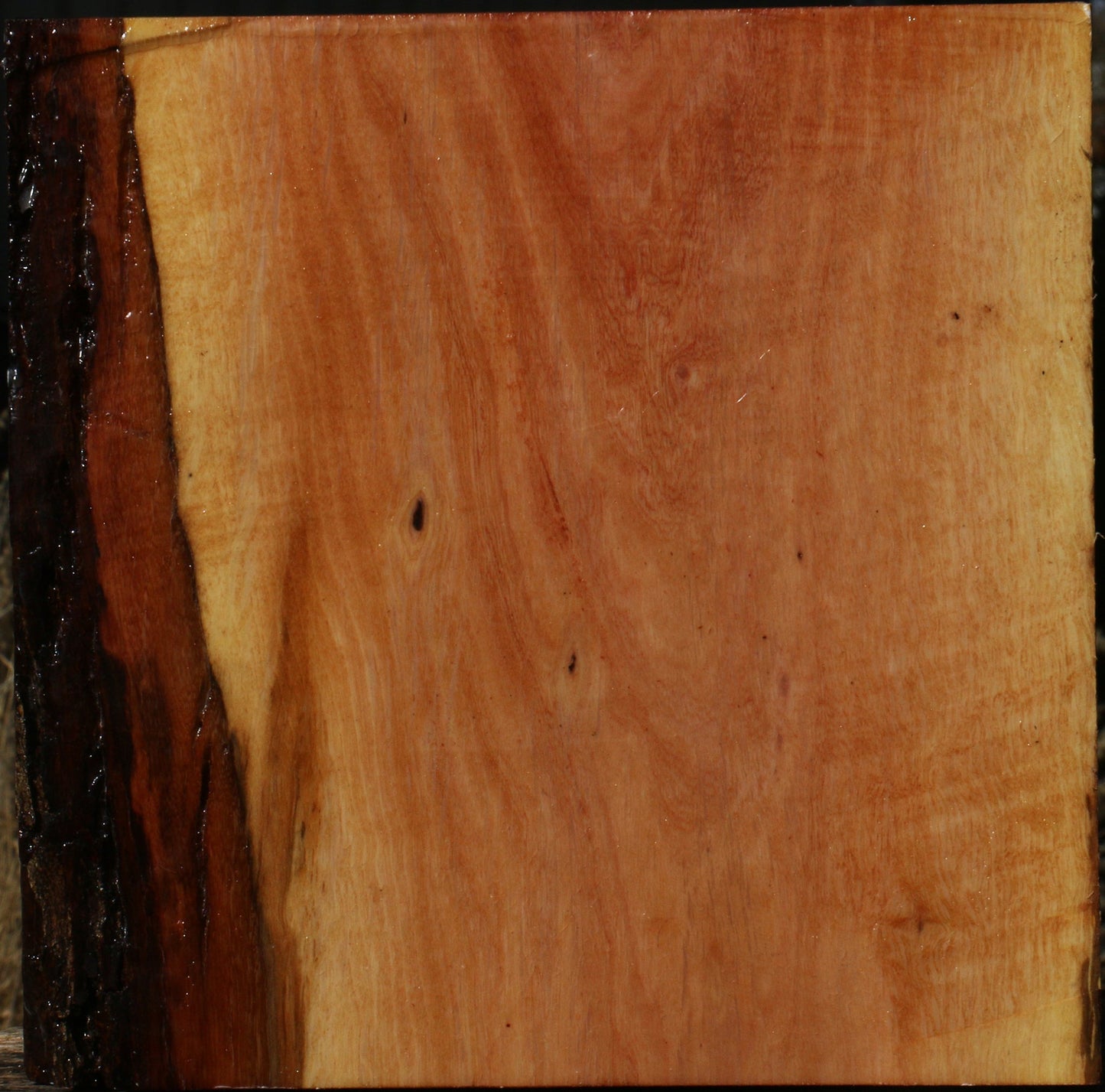 Figured Beefwood Live Edge Bowl Blank