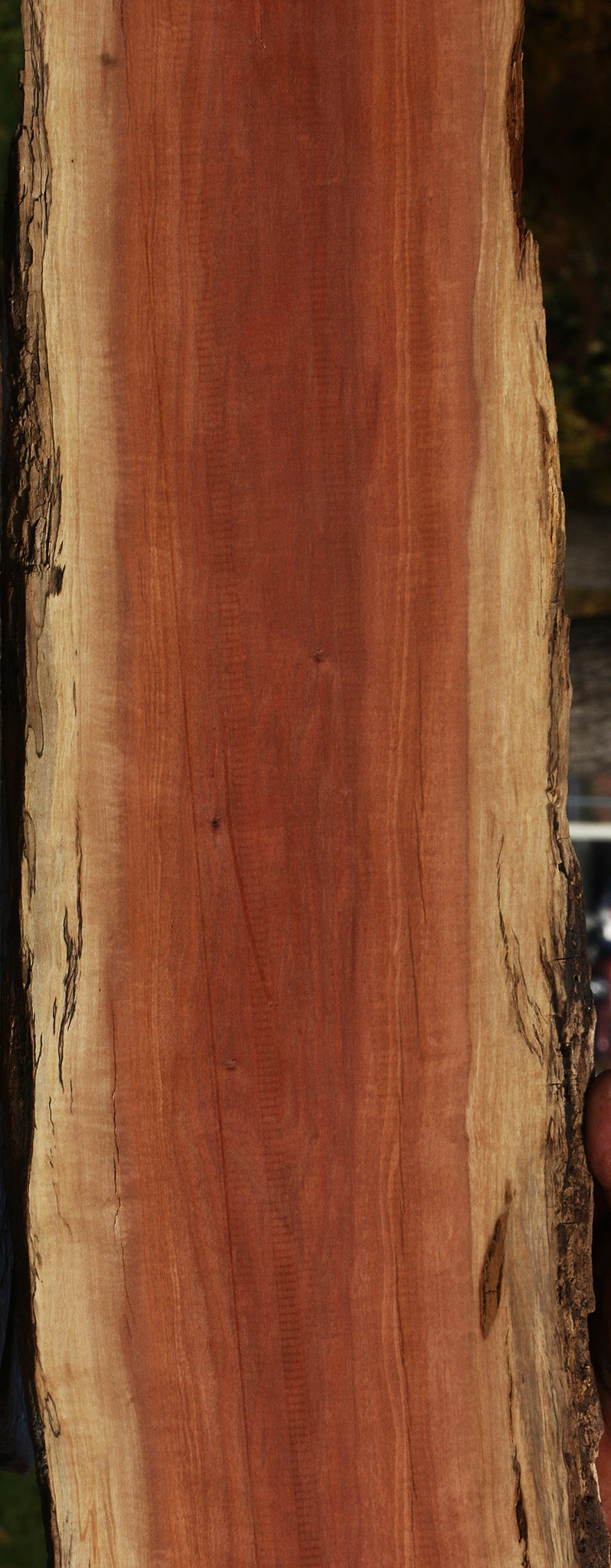 Figured Pink Ivory Live Edge Micro Lumber