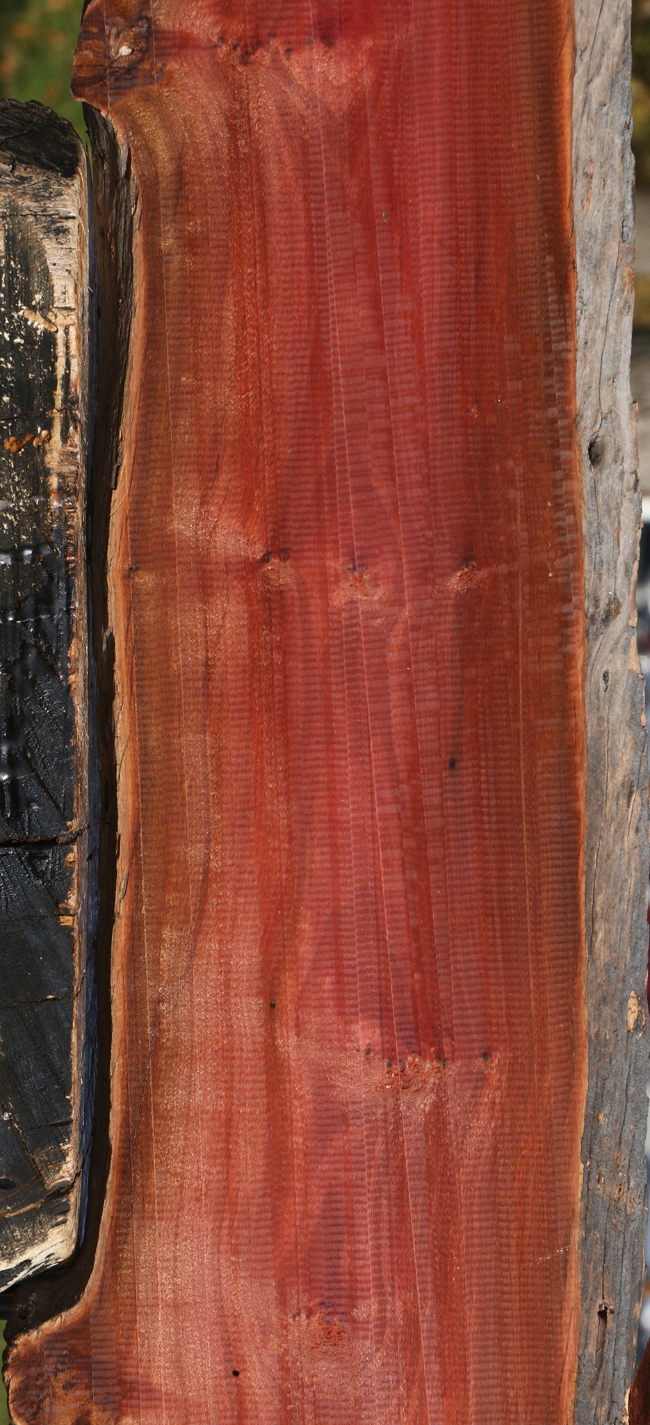 Figured Pink Ivory Live Edge Lumber