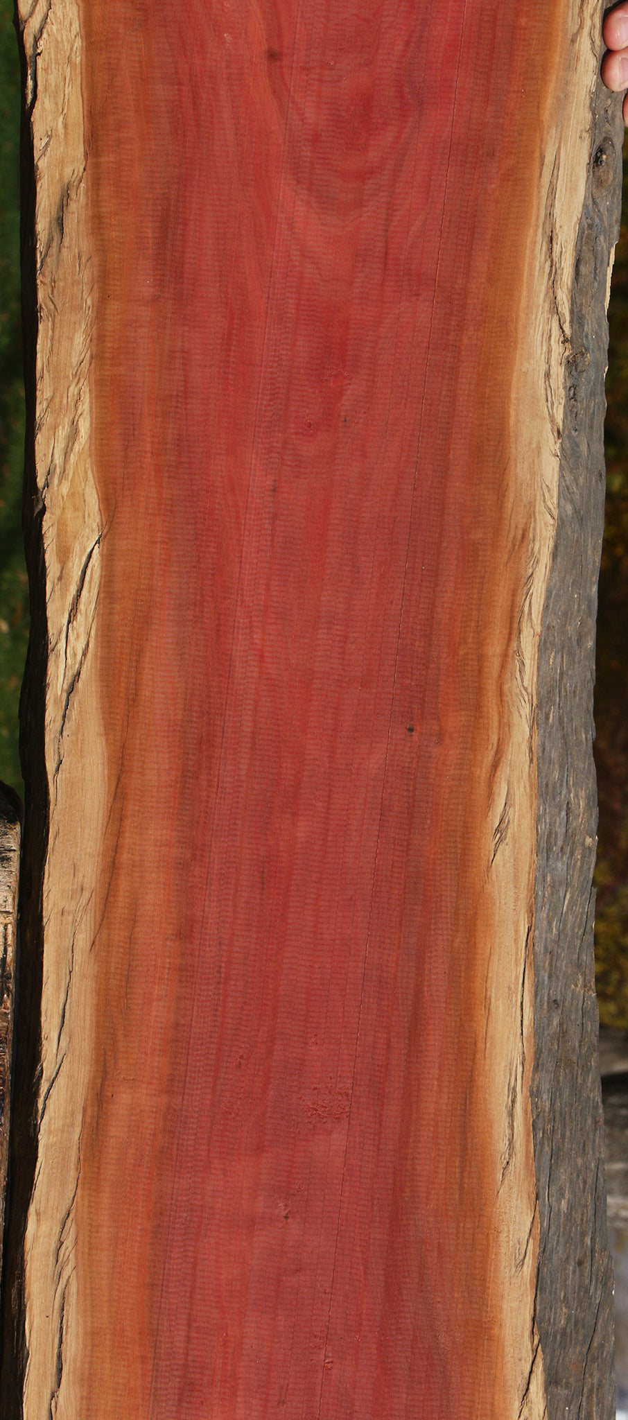 Figured Pink Ivory Live Edge Lumber