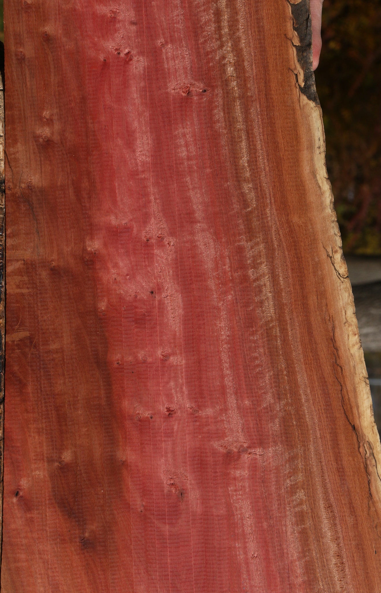 Extra Fancy Pink Ivory Live Edge Lumber