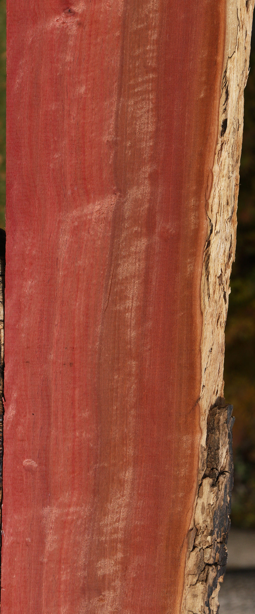 Extra Fancy Pink Ivory Live Edge Lumber