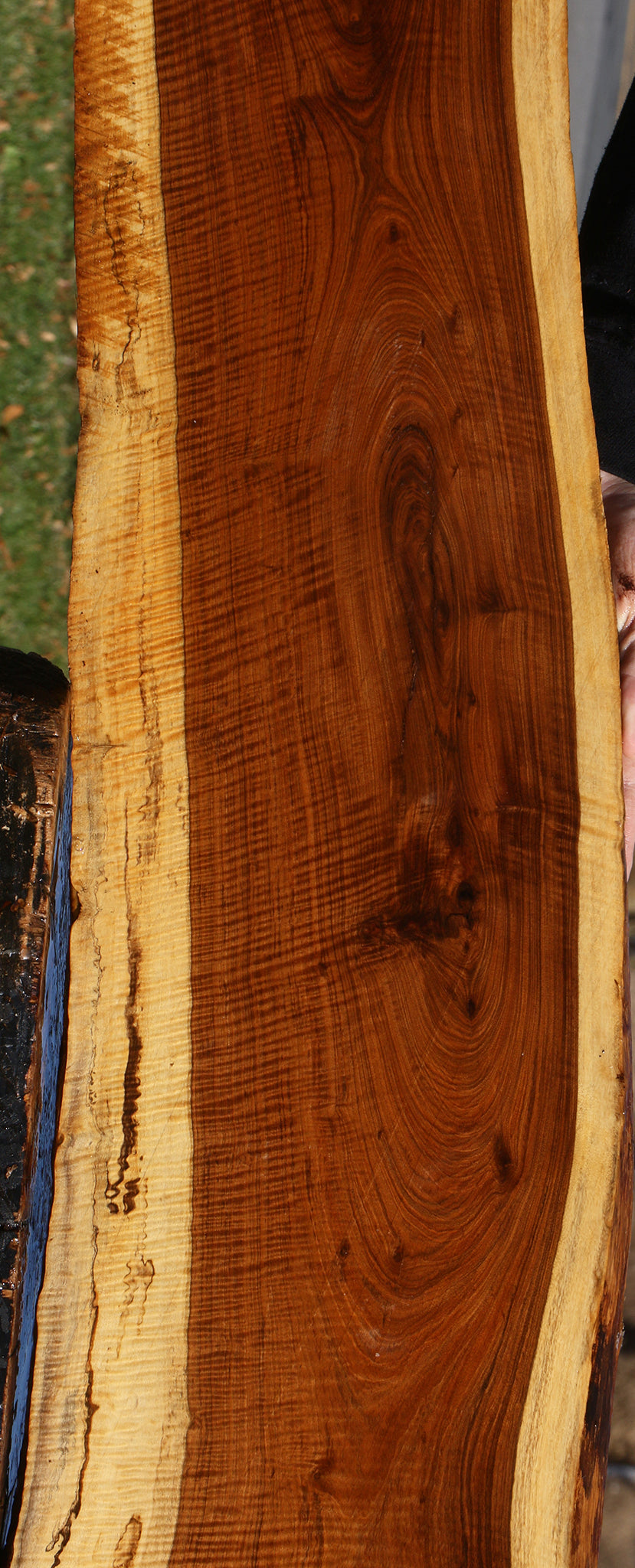 Exhibition Tamboti Live Edge Lumber