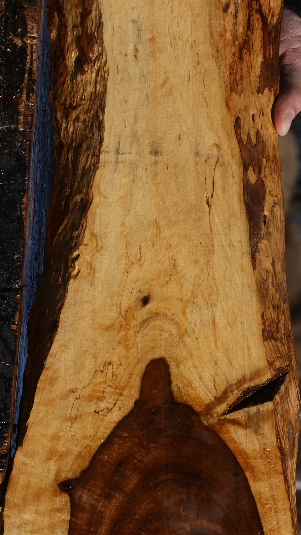 Figured Tamboti Live Edge Lumber