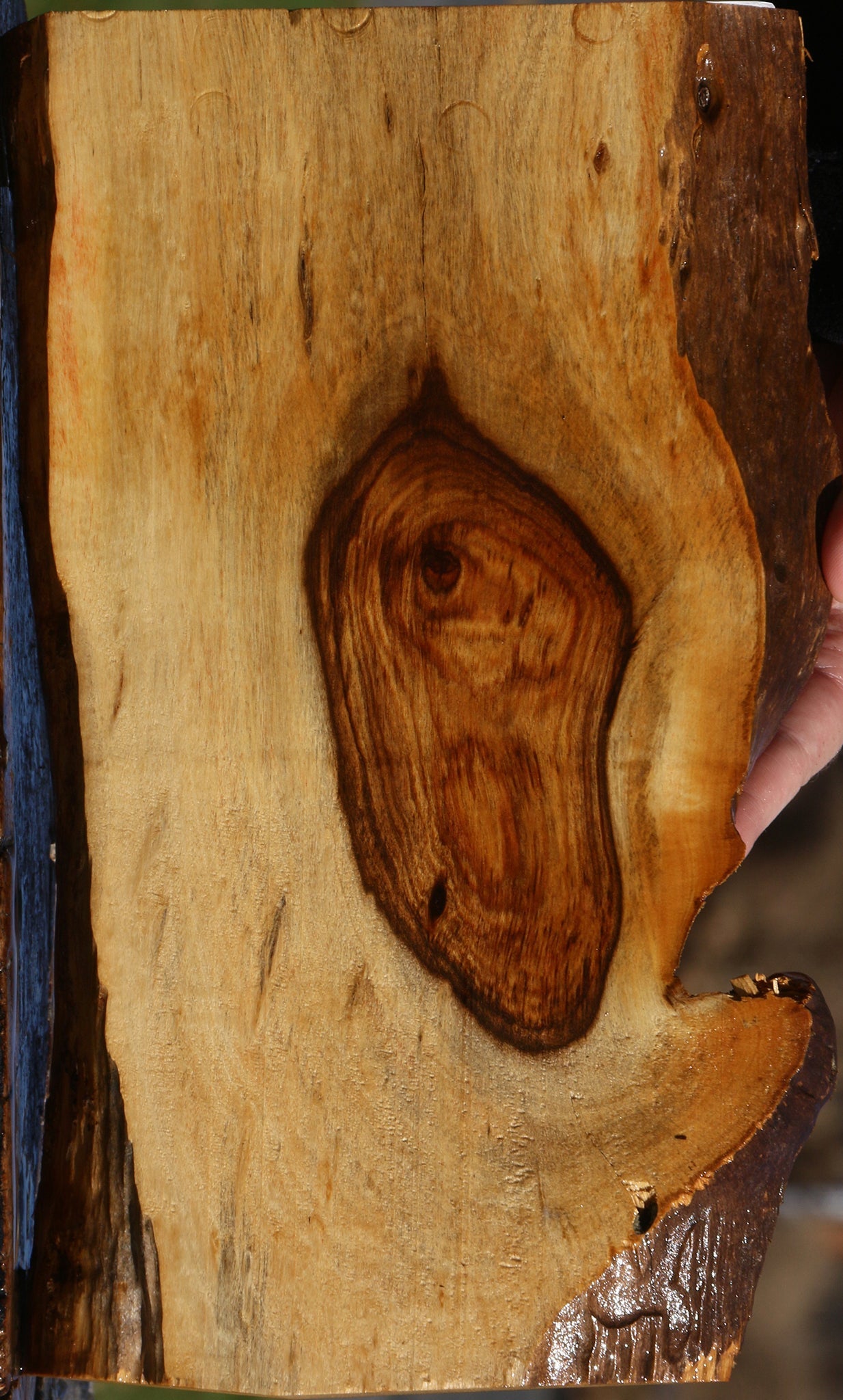 Tamboti Live Edge Lumber