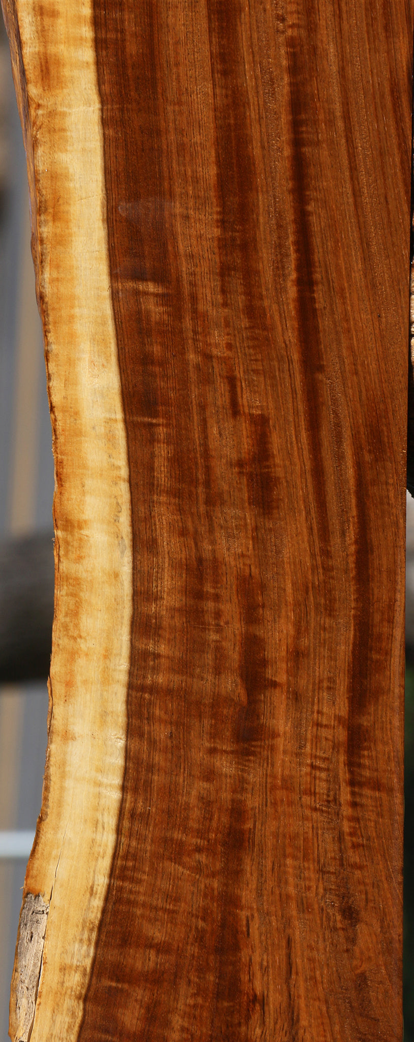 Extra Fancy Tamboti Live Edge Lumber