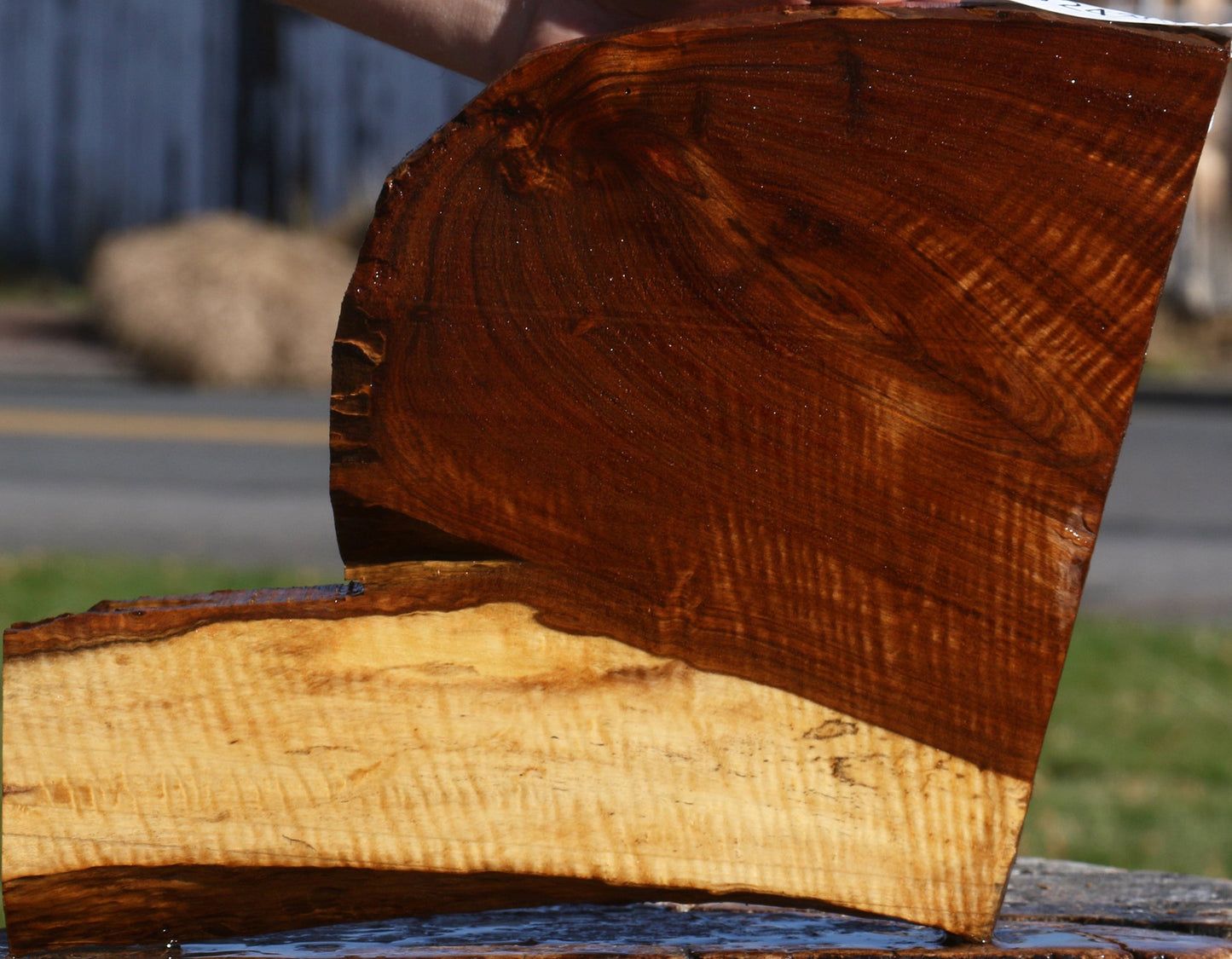 Extra Fancy Tamboti Live Edge Lumber