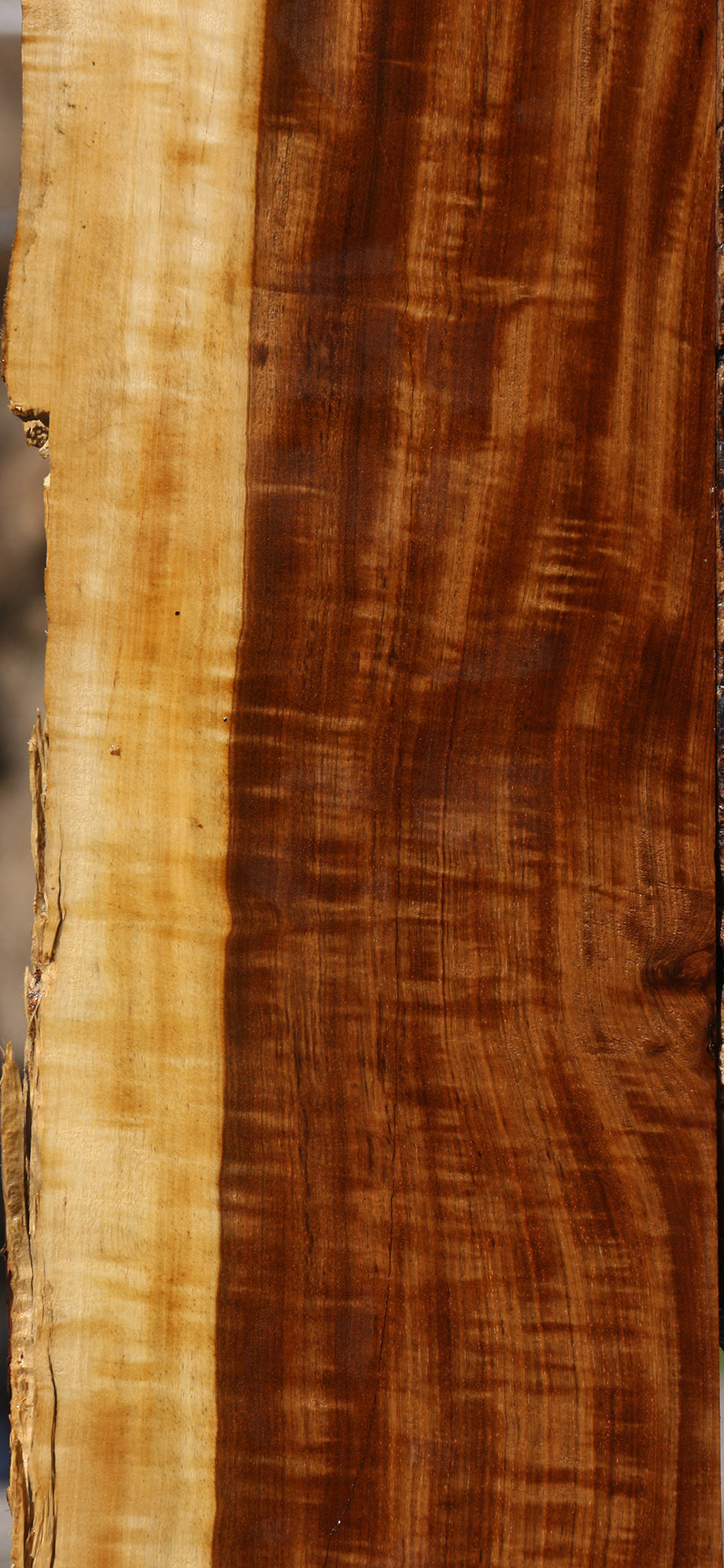 Extra Fancy Tamboti Live Edge Lumber