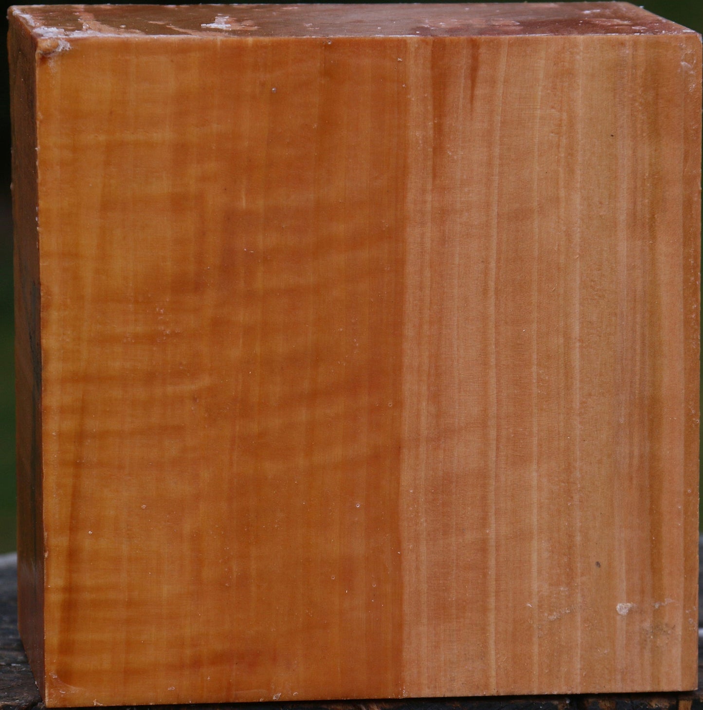 Extra Fancy Swiss Pear Bowl Blank