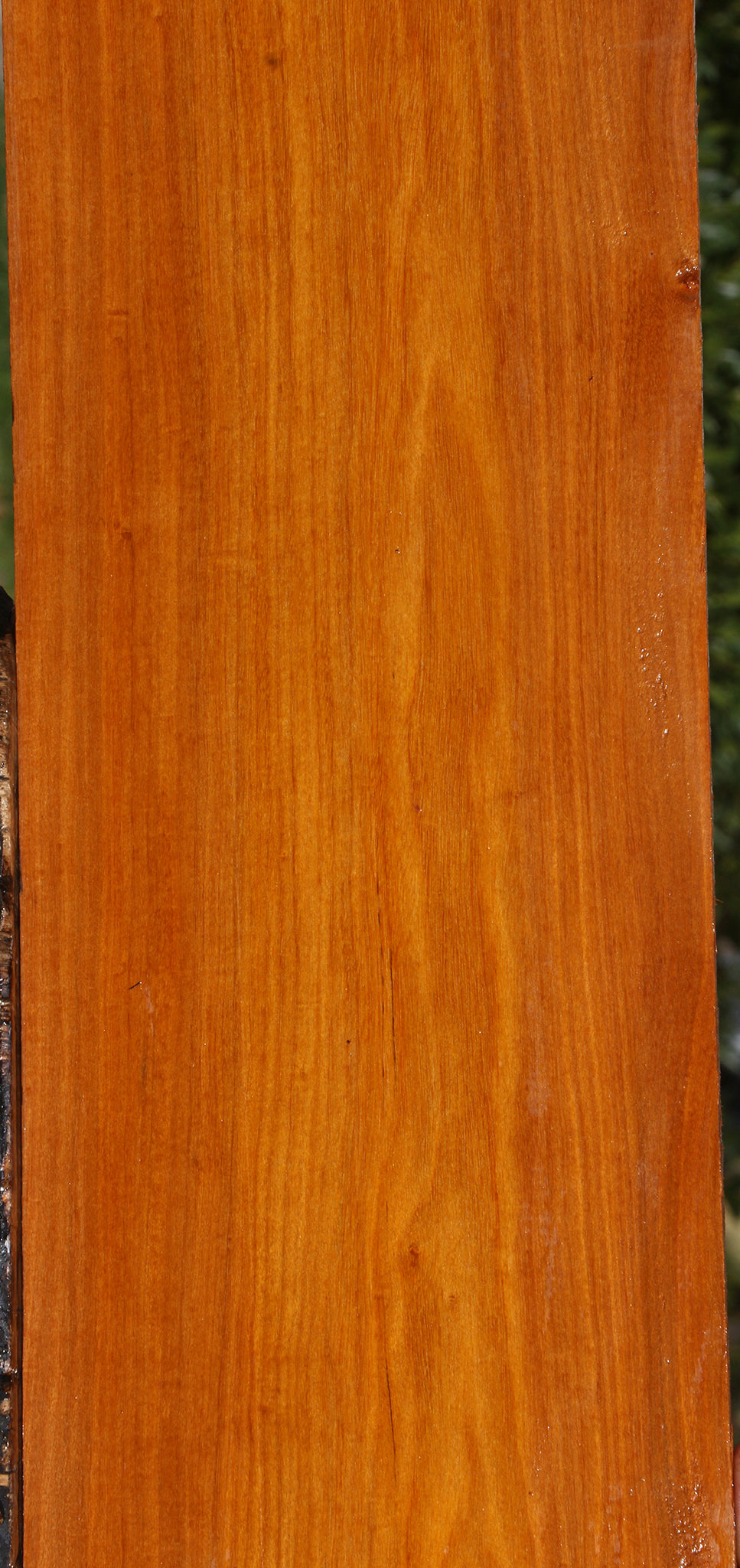 Pernambuco Micro Lumber