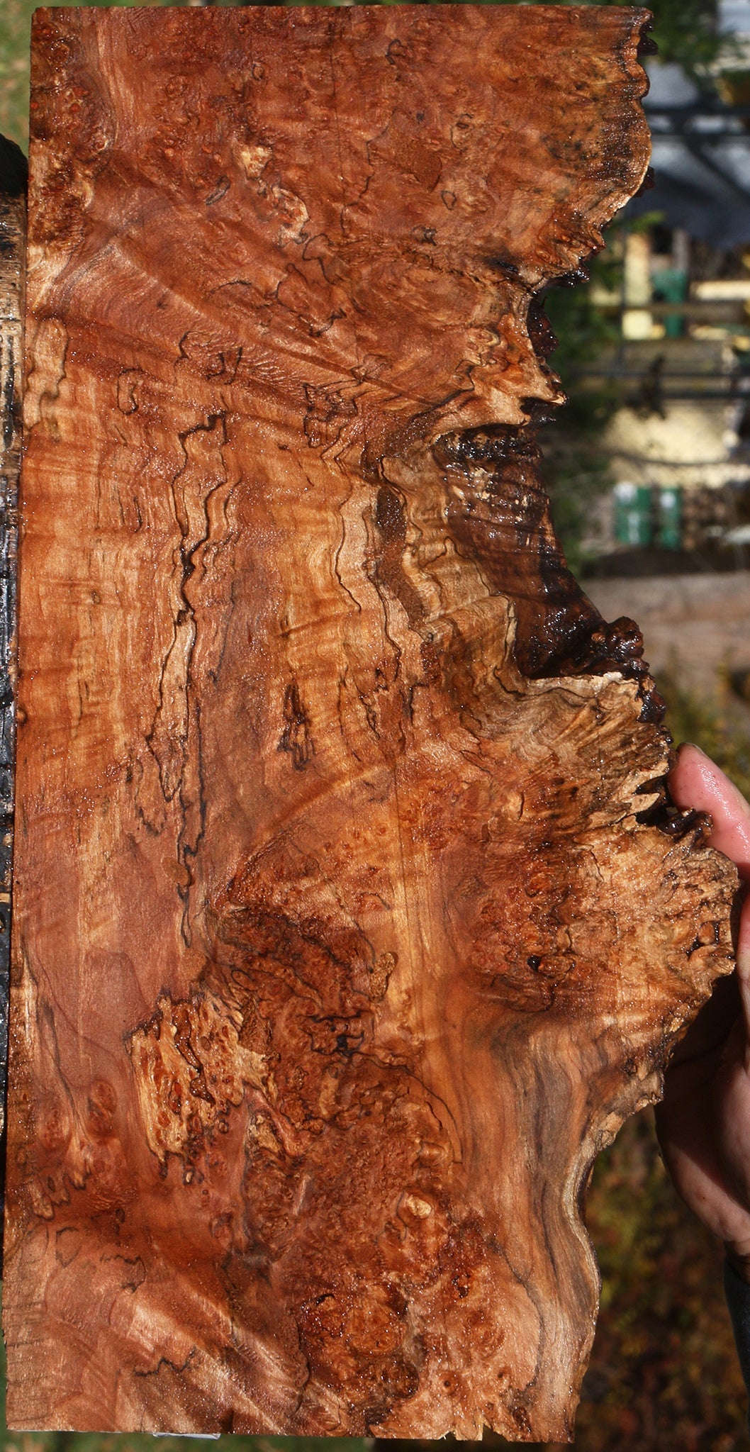 Maple Burl Live Edge Lumber