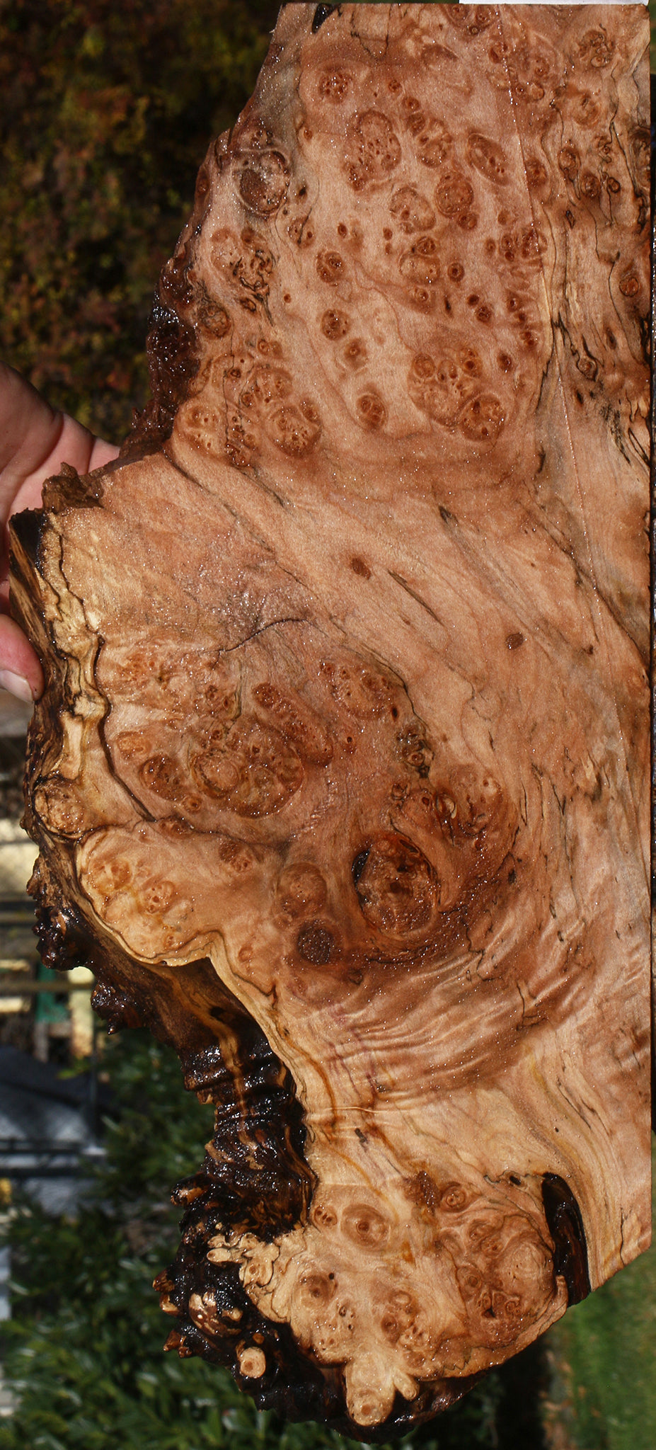 Maple Burl Live Edge Lumber