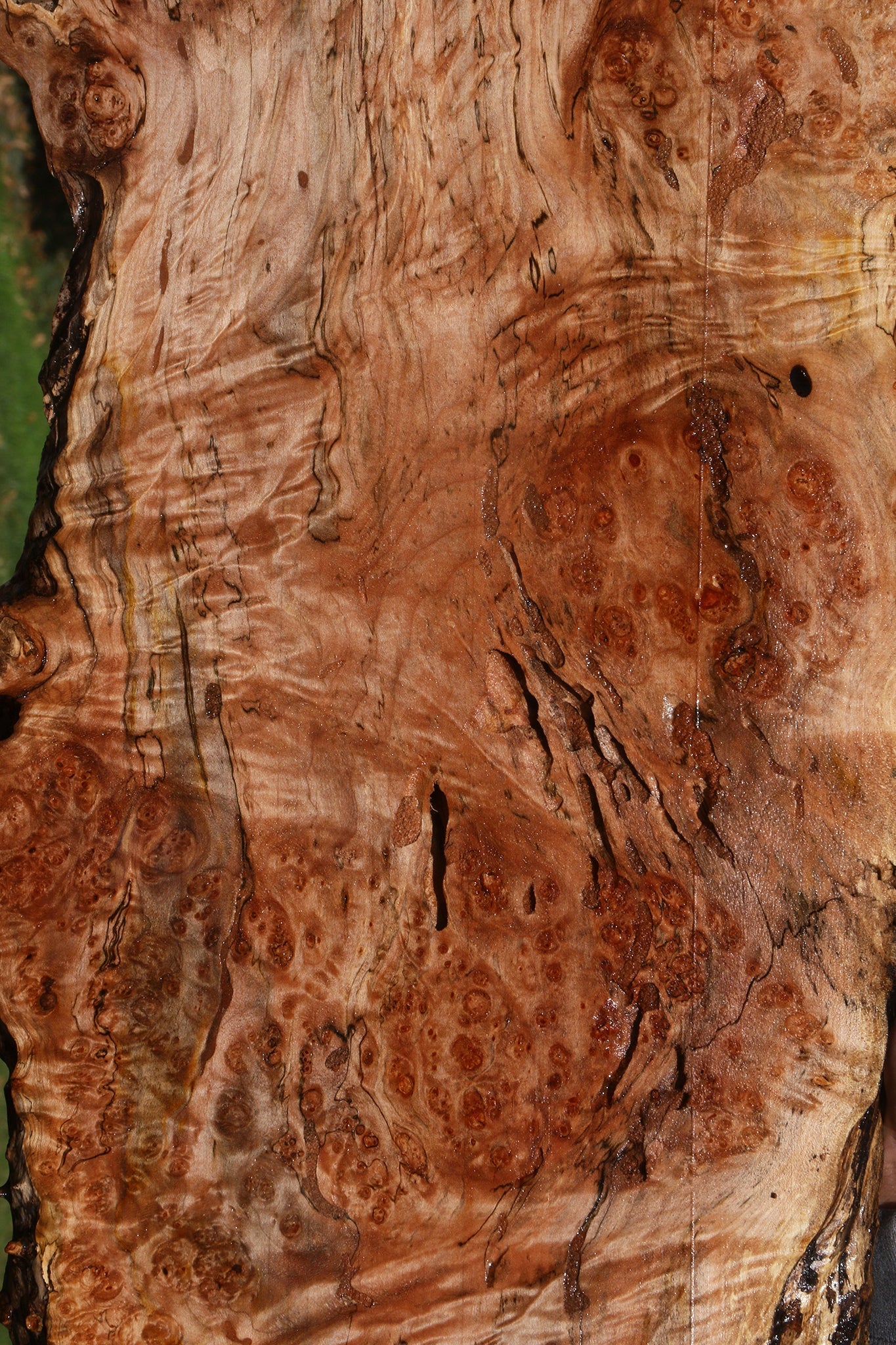 Maple Burl Live Edge Lumber