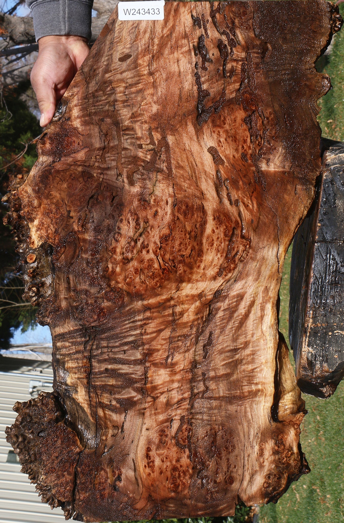 Maple Burl Live Edge Lumber