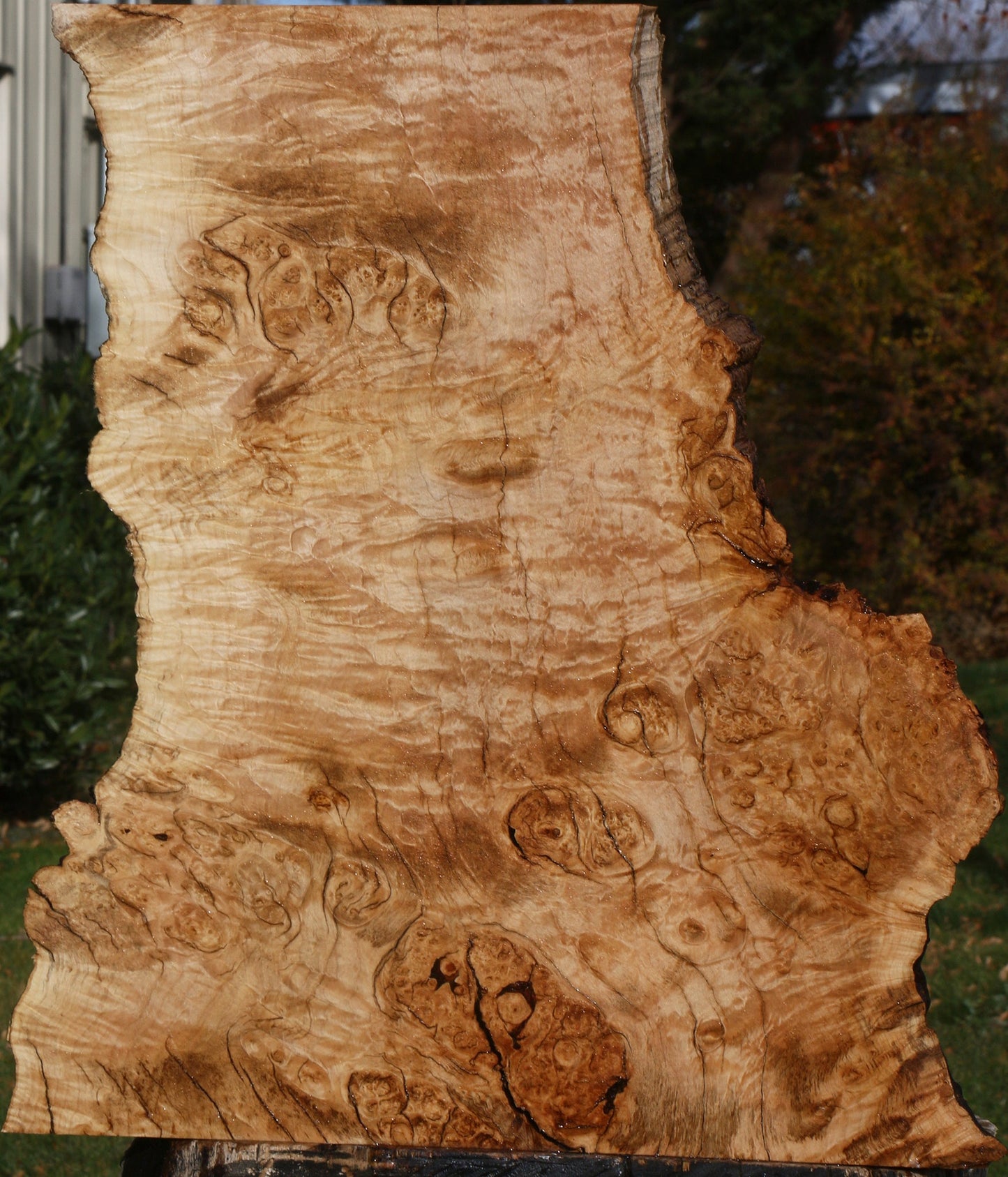 Extra Fancy Rustic Maple Burl Live Edge Lumber