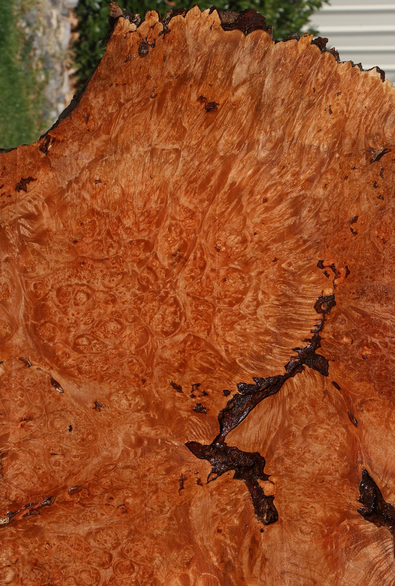 Maple Burl Live Edge Slice