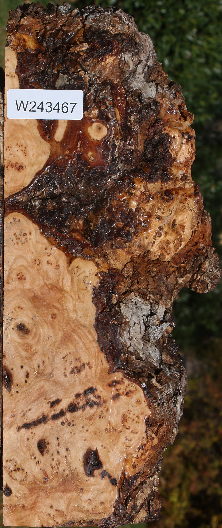 Elm Burl Live Edge Lumber