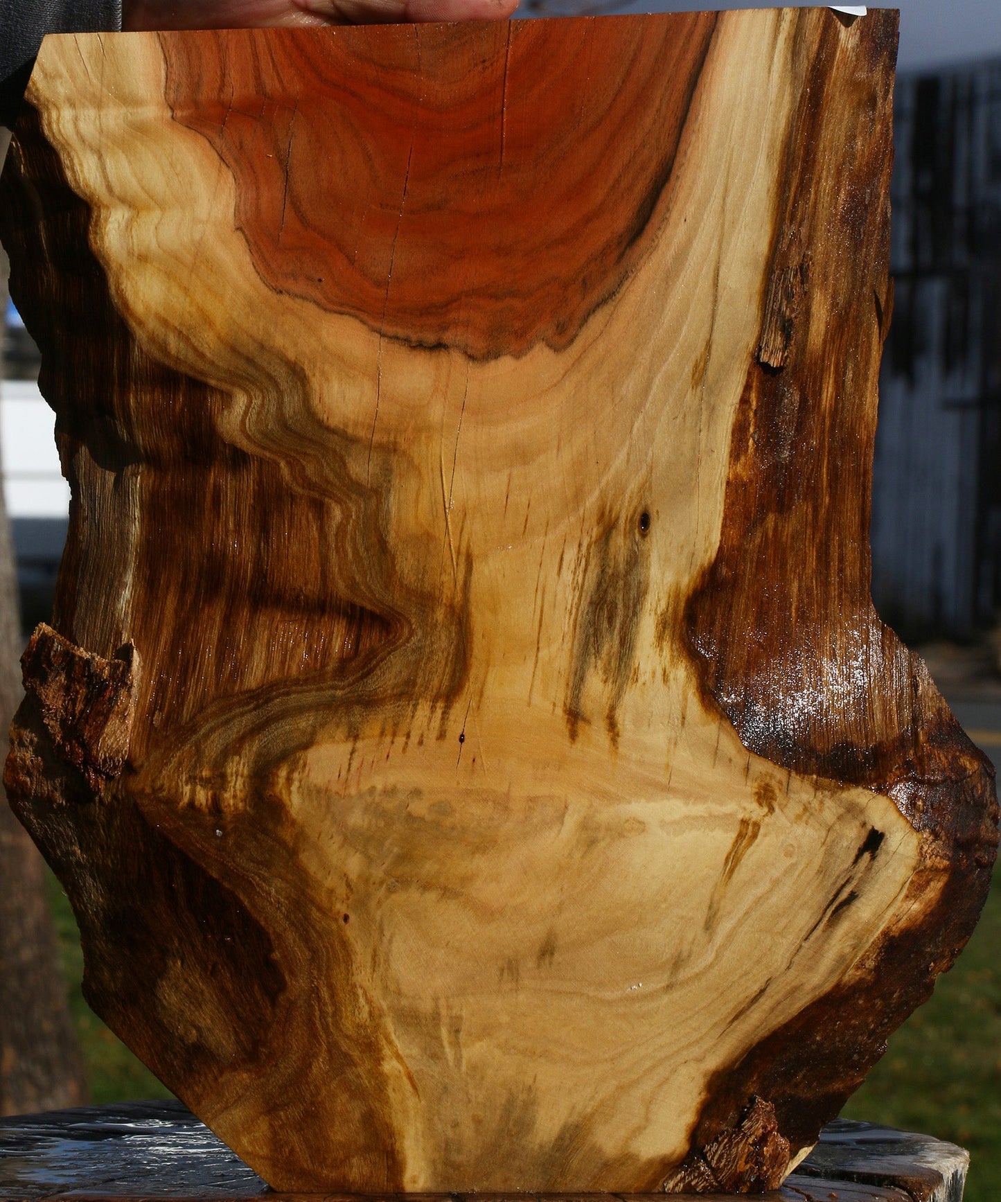 Pistachio Live Edge Lumber