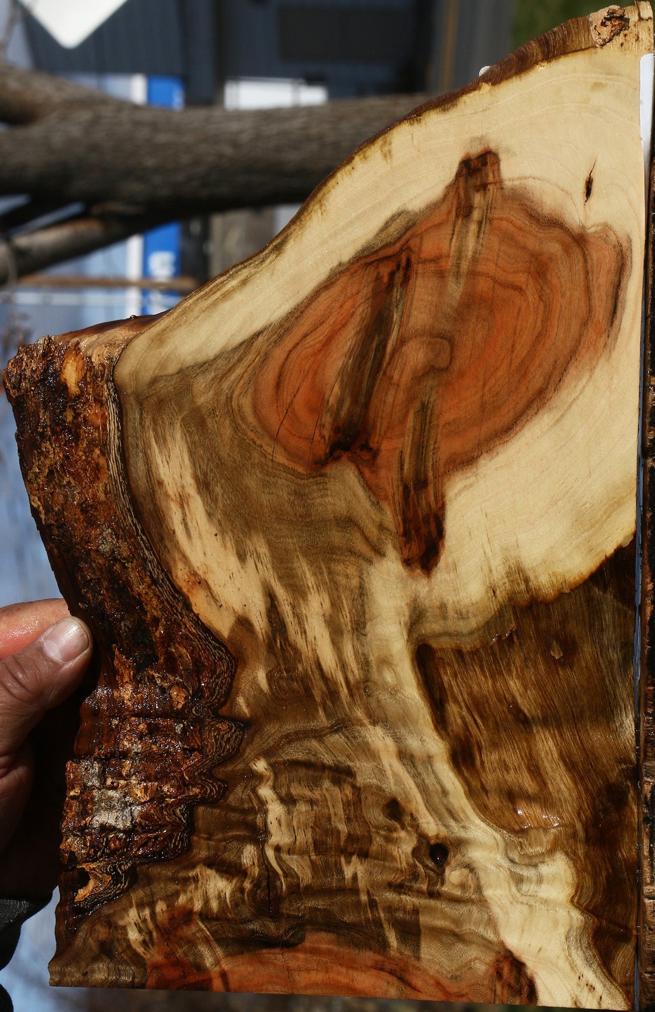 Extra Fancy Pistachio Live Edge Lumber