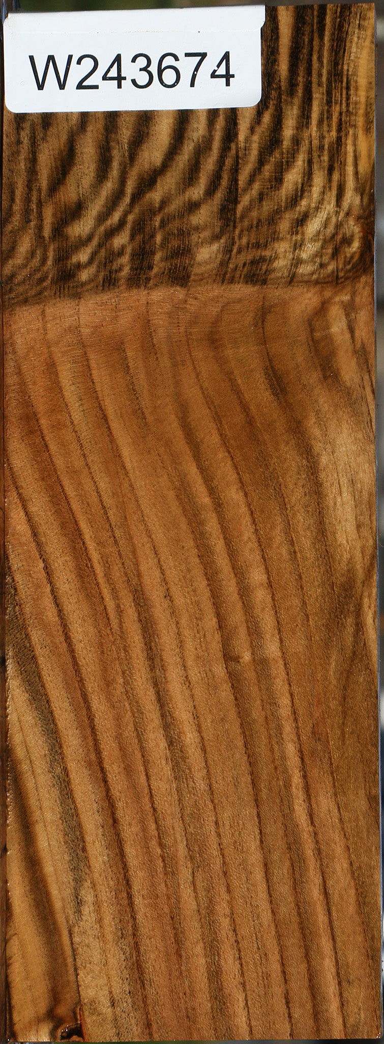 Extra Fancy Grafted Pistachio Lumber