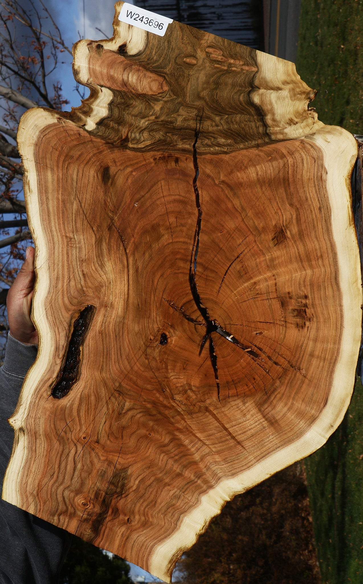 Extra Fancy Grafted Pistachio Live Edge Lumber