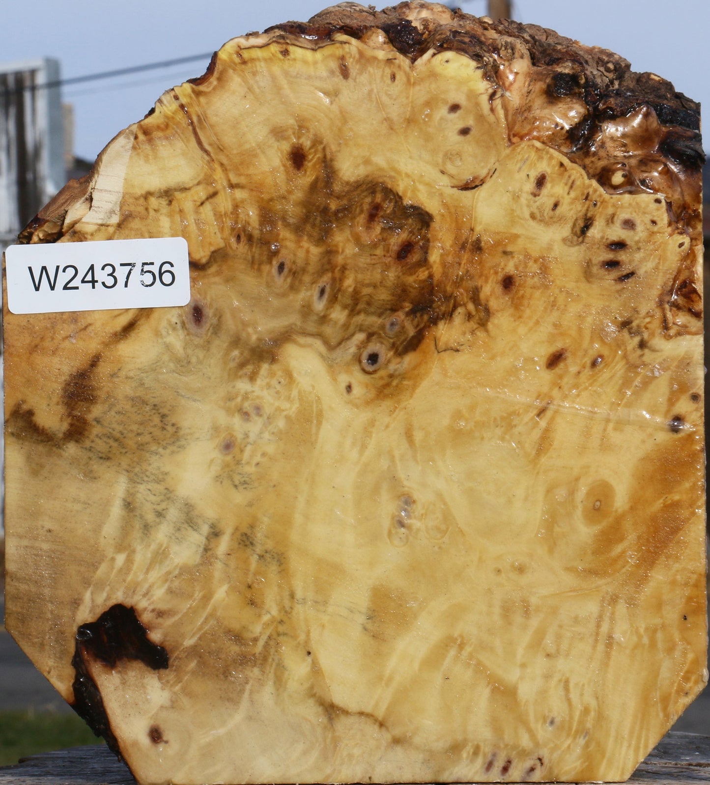 Buckeye Burl Live Edge Bowl Blank