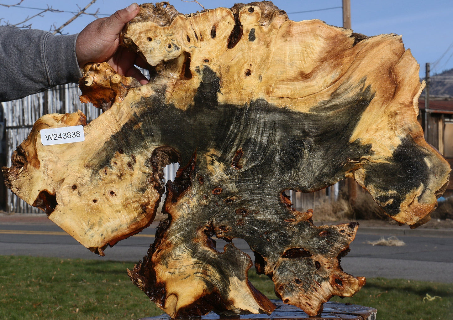 Buckeye Burl Cookie