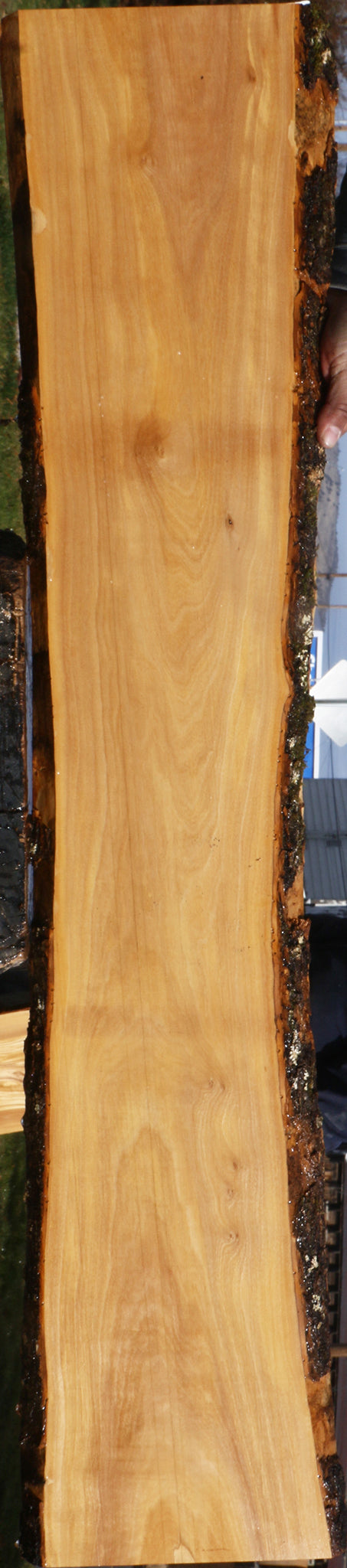 Italian Olive Live Edge Lumber