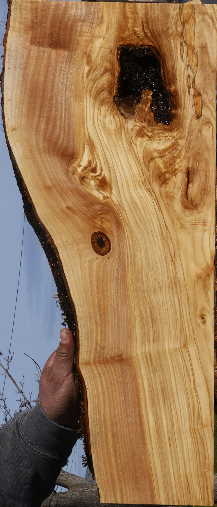 Italian Olive Live Edge Lumber