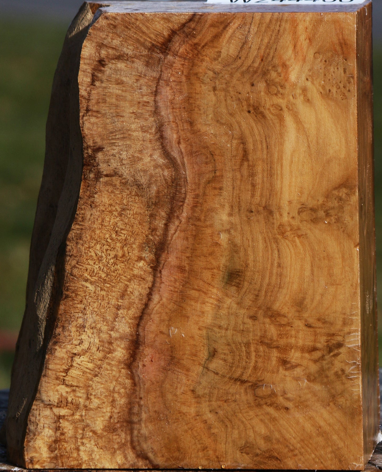 Teak Burl Live Edge Turning Blank